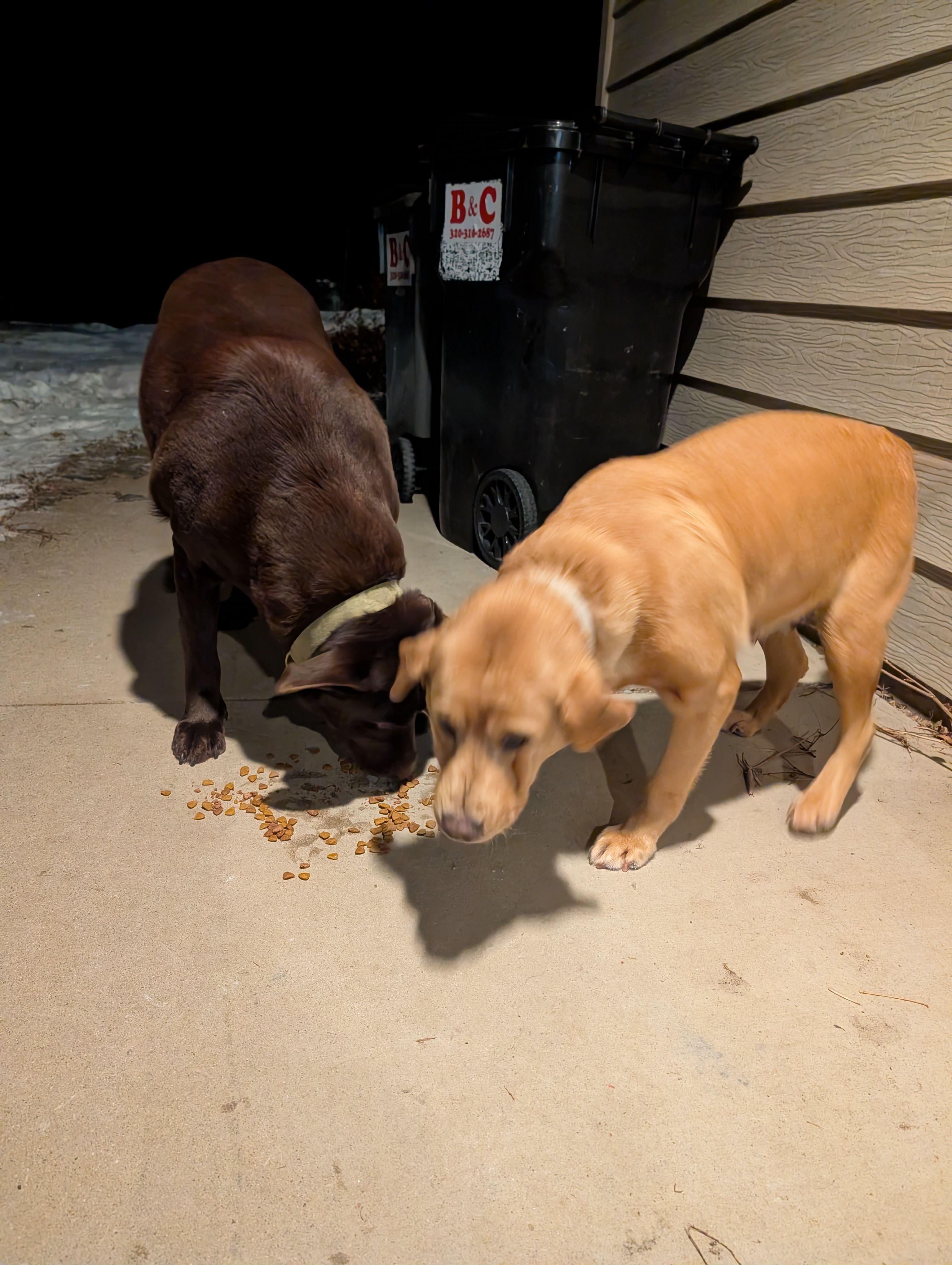 Found: Lab/Pit Mix Dogs on 33rd Ave