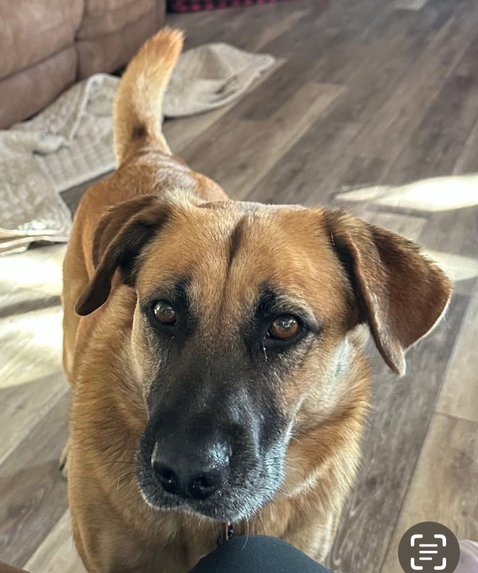 Lost Dog Ruby: Friendly, Dark-Faced Pup!