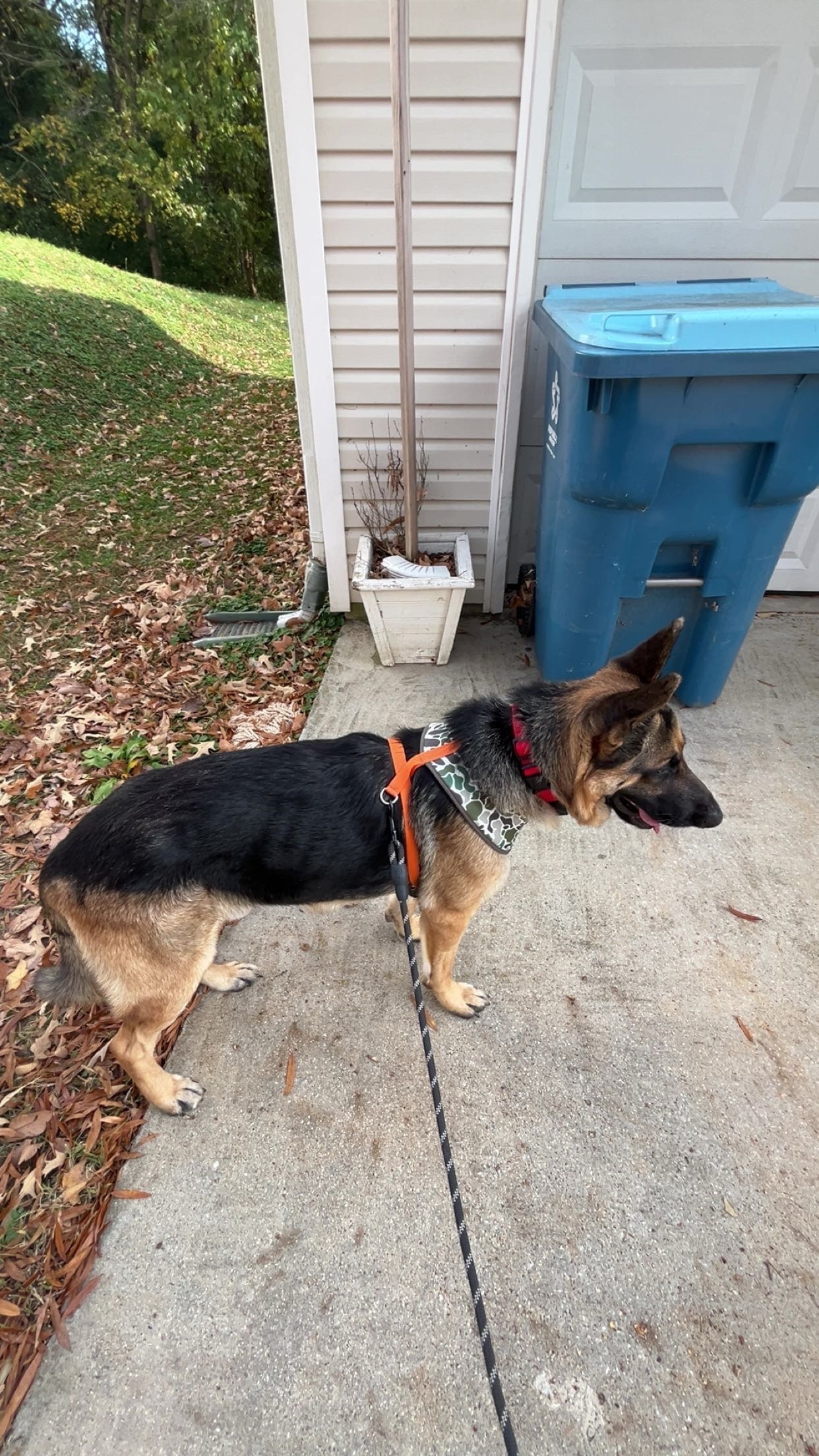 Lost Dog: Black/Brown, Red Collar, Mack St.
