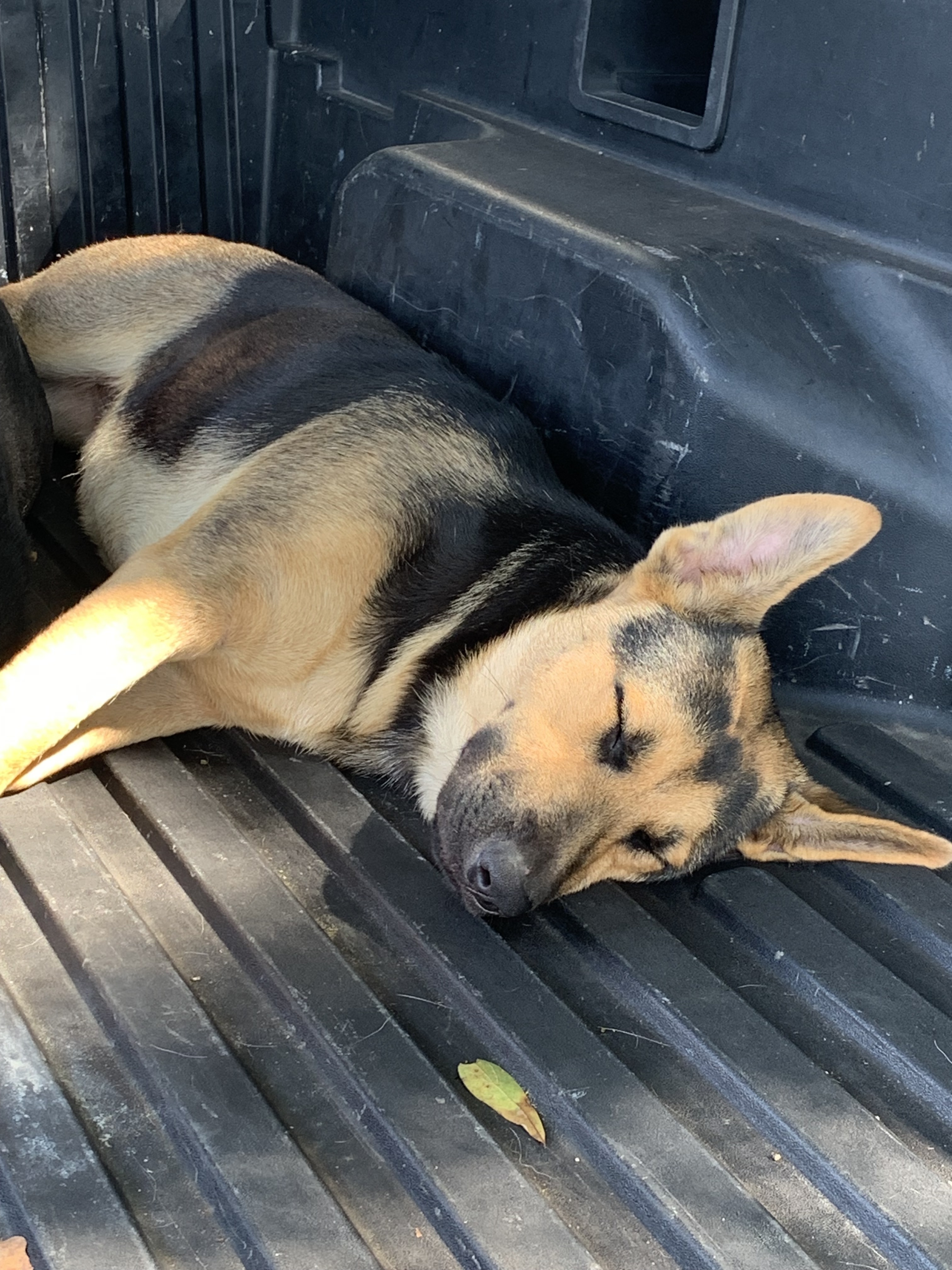 Lost German Shepherd Mix - Rock Hill