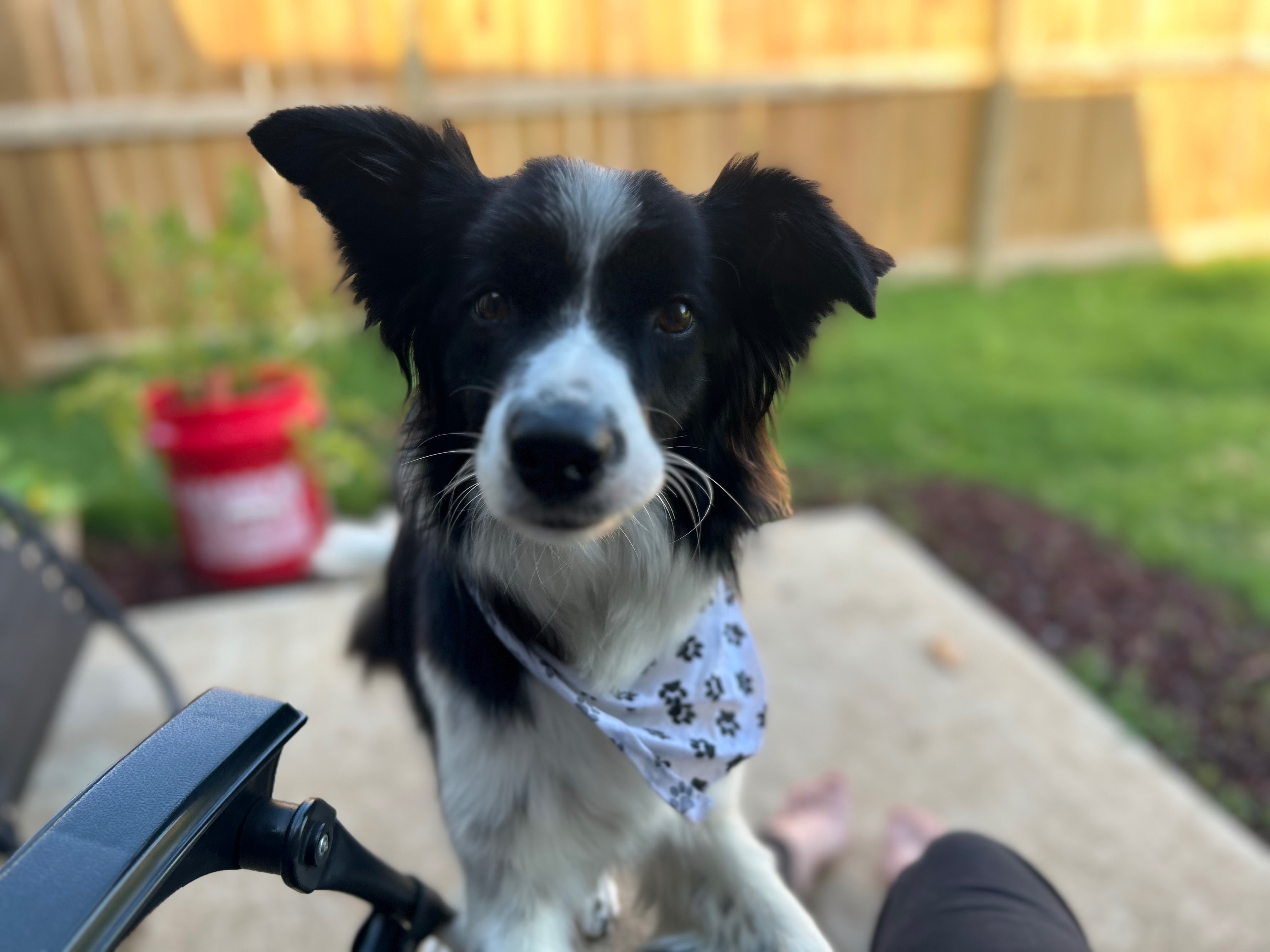 Lost Border Collie: Timid, Loves Everyone