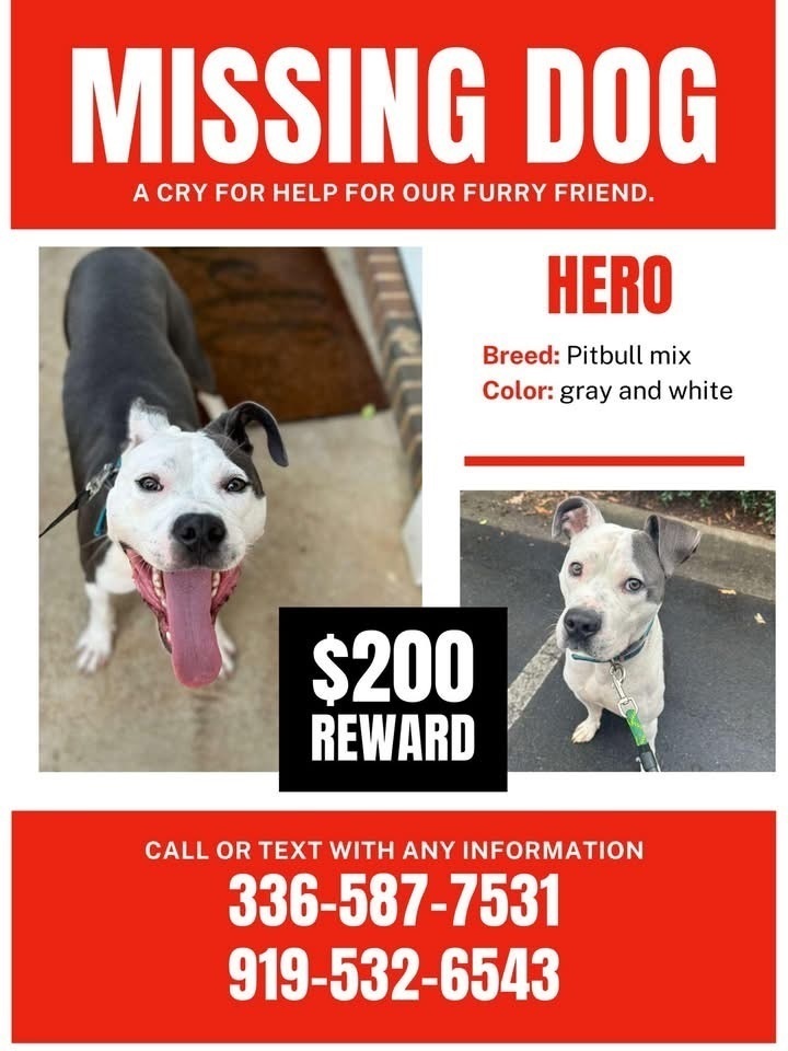 Lost Pit Bull in Raleigh - Call Now!