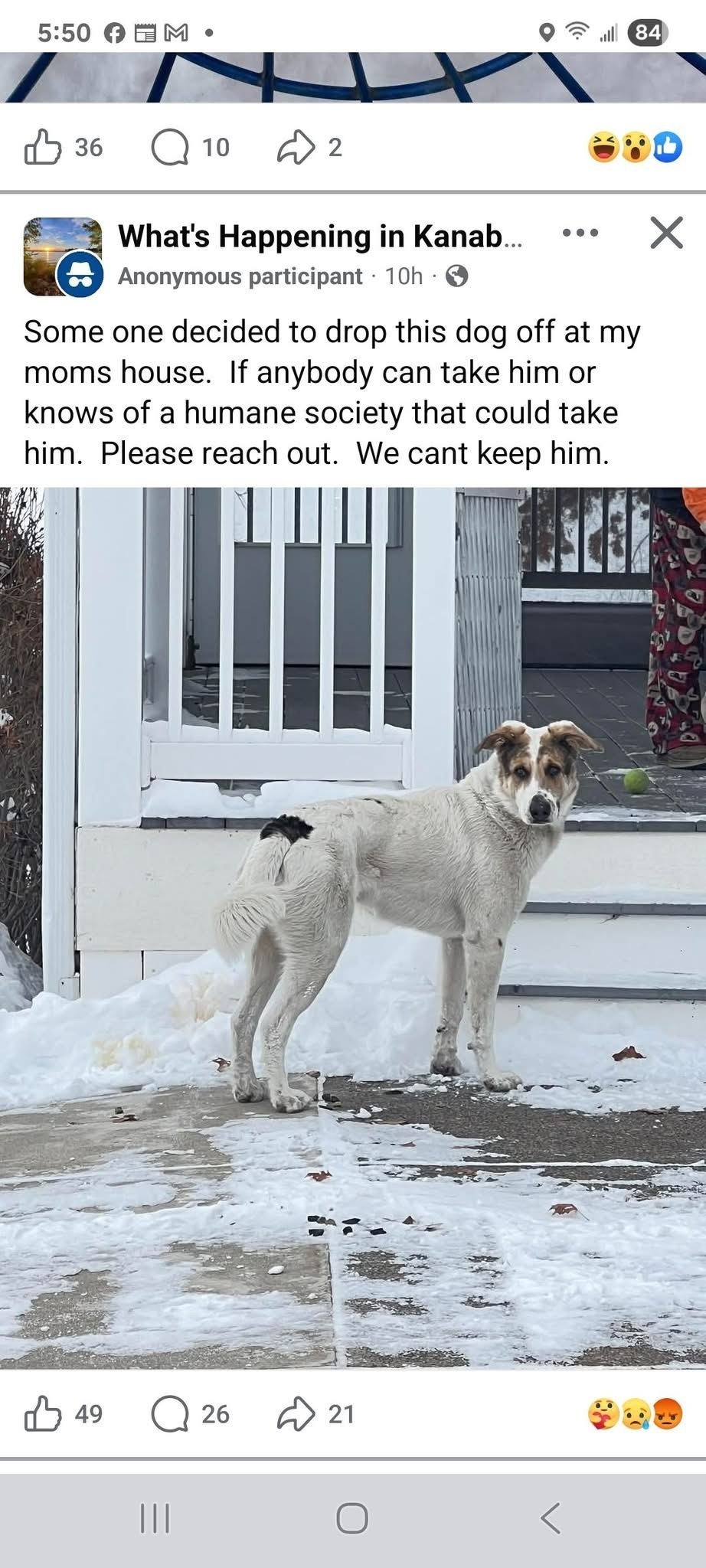 Lost Deaf Dog: White & Brown, Knife Lake