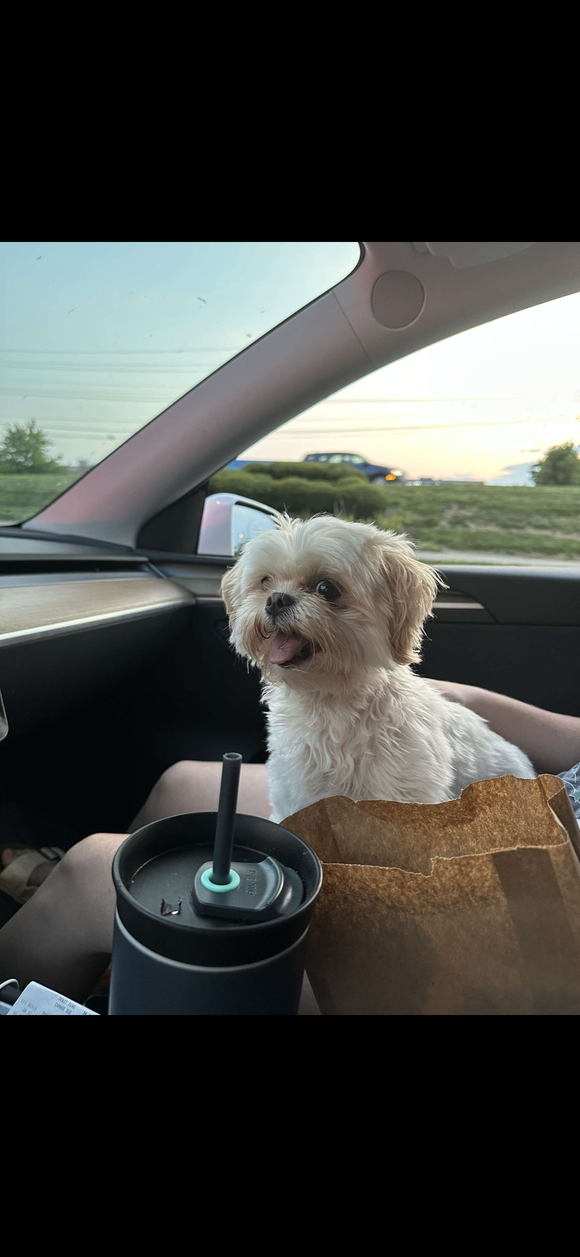 Lost White Shih Tzu Mix in Dayton Area