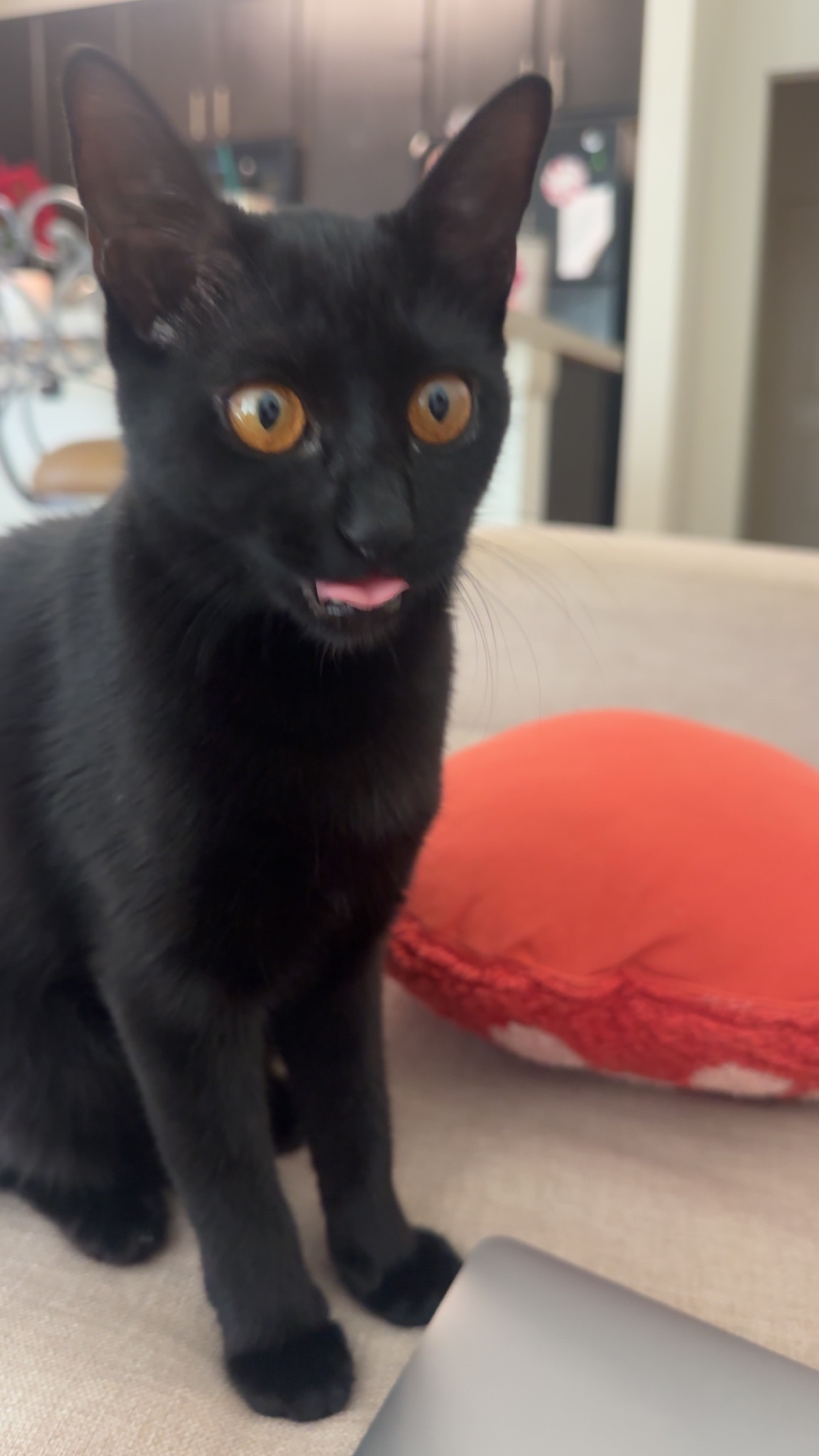Lost Black Cat with Orange Eyes in Tampa