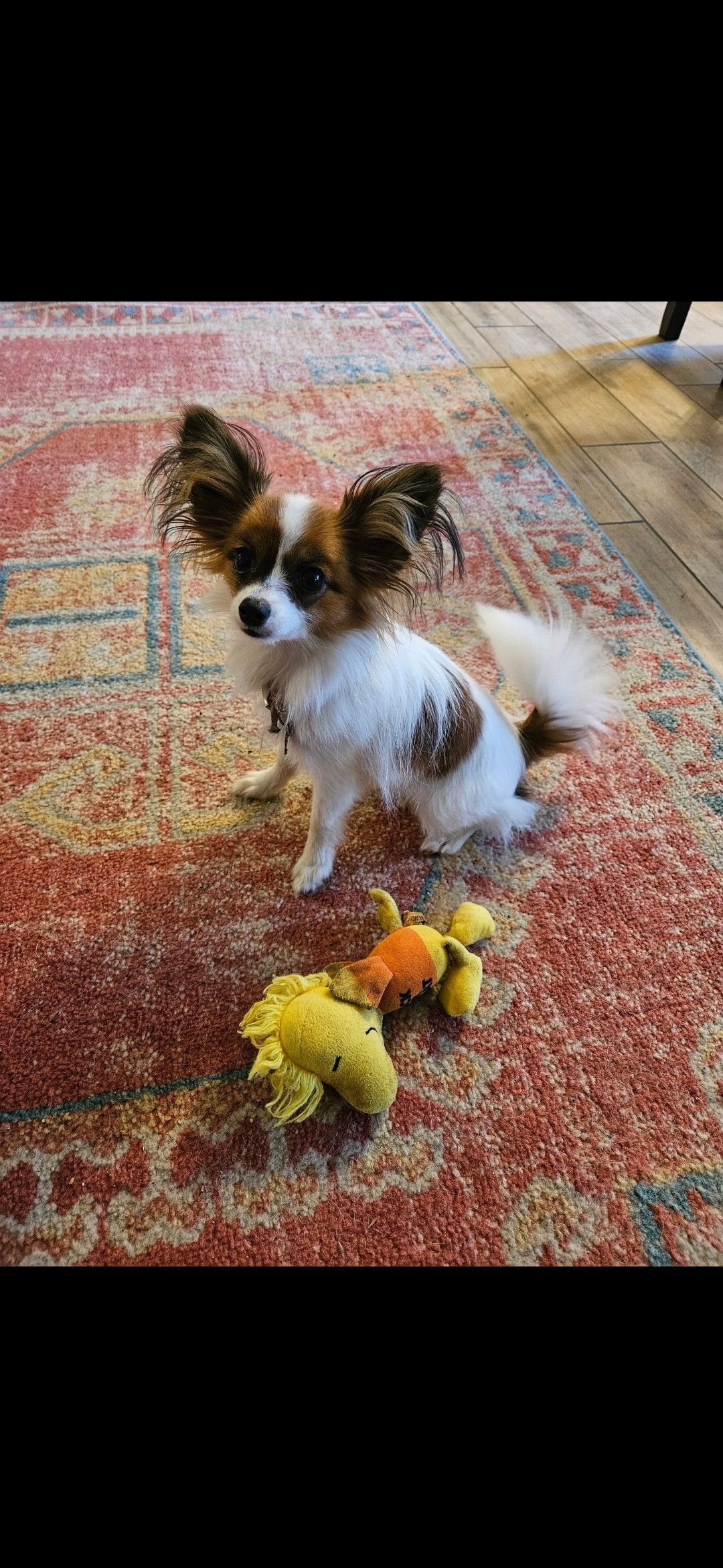 Help Find Our Lost Red Sable Papillon!