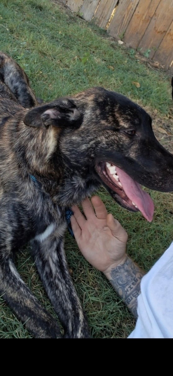 Lost Brindle Dog: Sad Eyes, Goofy Smile