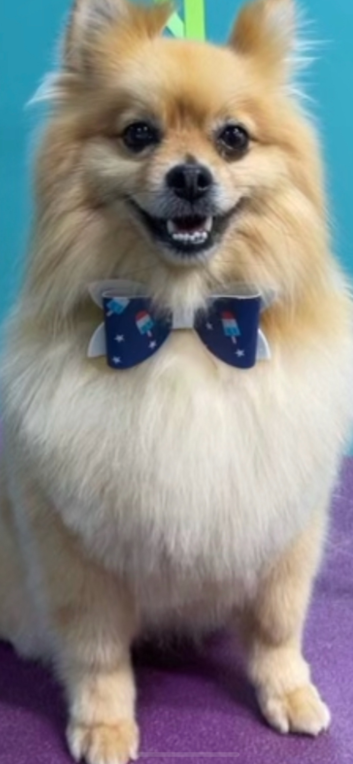 Lost Golden Pom: West Higgins Rd, 106