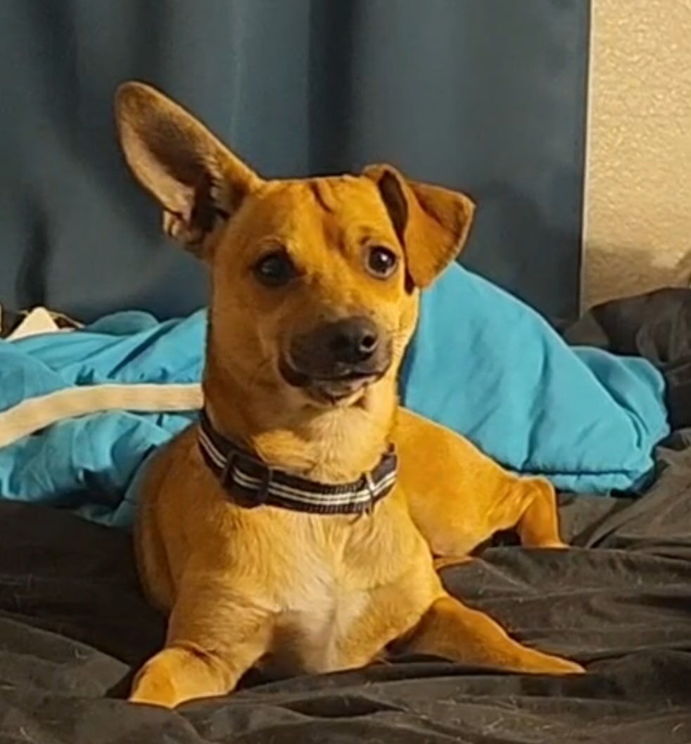 Lost ChiWeenie: Floppy & Straight Ears!