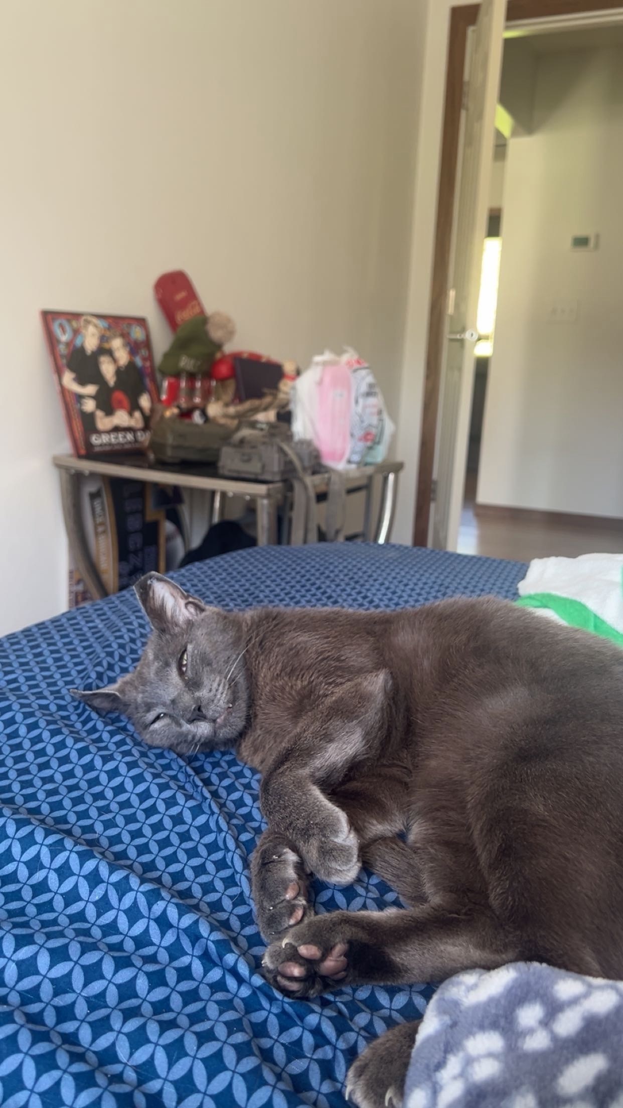 Lost Grey Cat: Raspy Meow, Clipped Ear