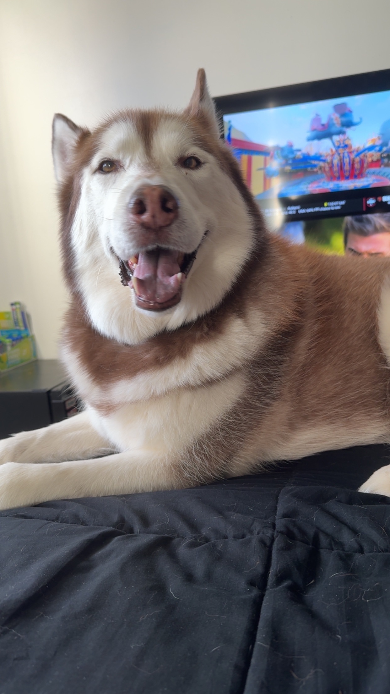 Lost Dog: Brownish Red & White, West Jordan