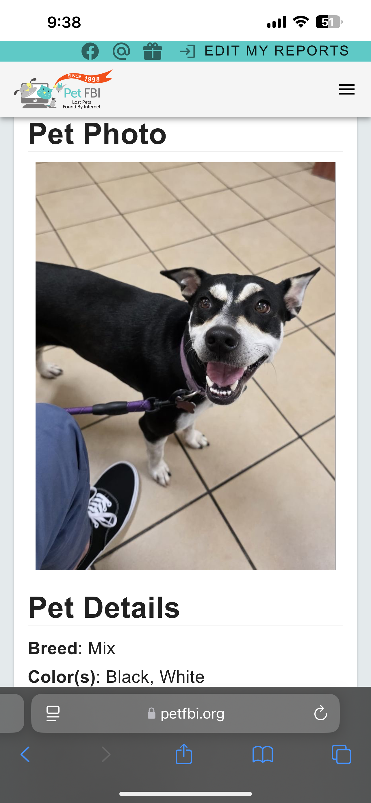 Lost Skittish Dog: Pink Collar, Raritan NJ