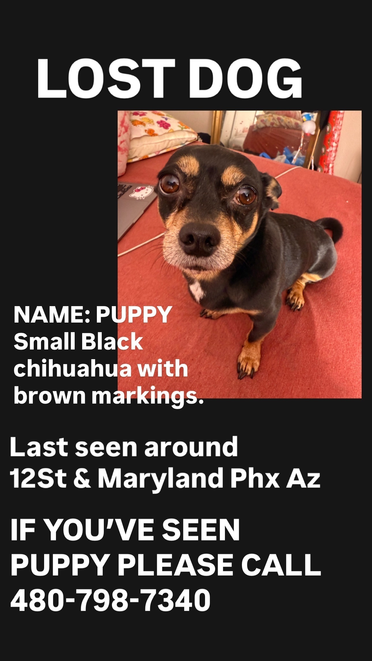 Lost: Small Black Chihuahua Mix in Phoenix
