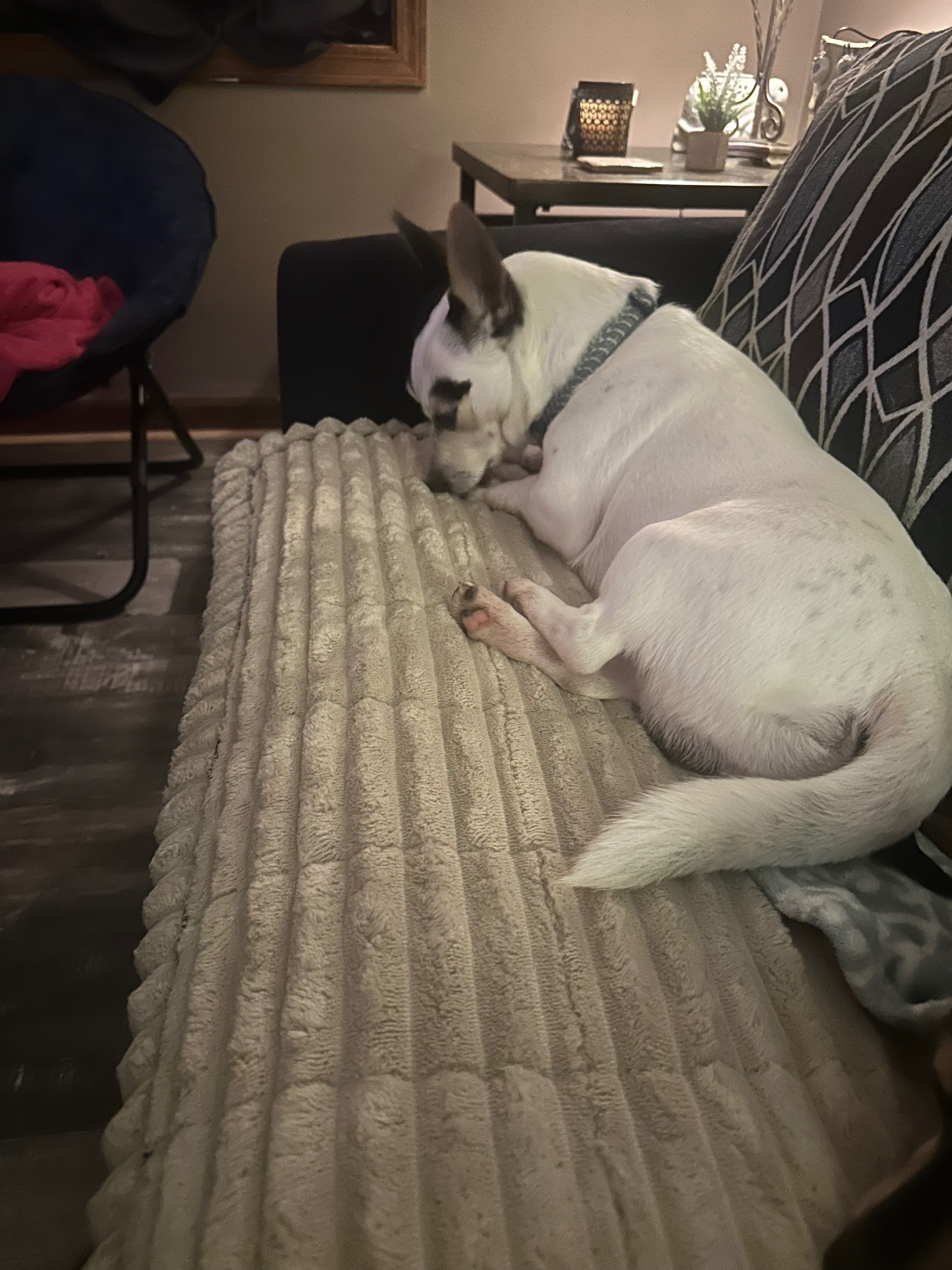 Lost Dog on White Rose St, Humboldt