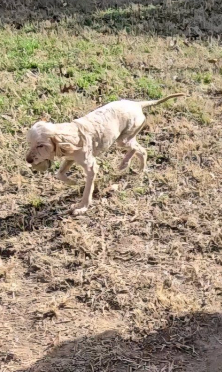 Help Find Sydney: Lost Mini Labradoodle
