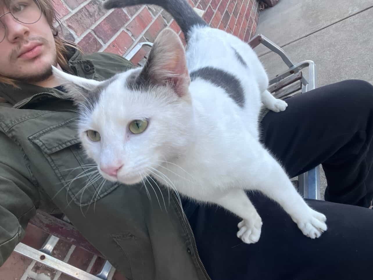Lost: Angel, White Cat with 'Wing' Patches