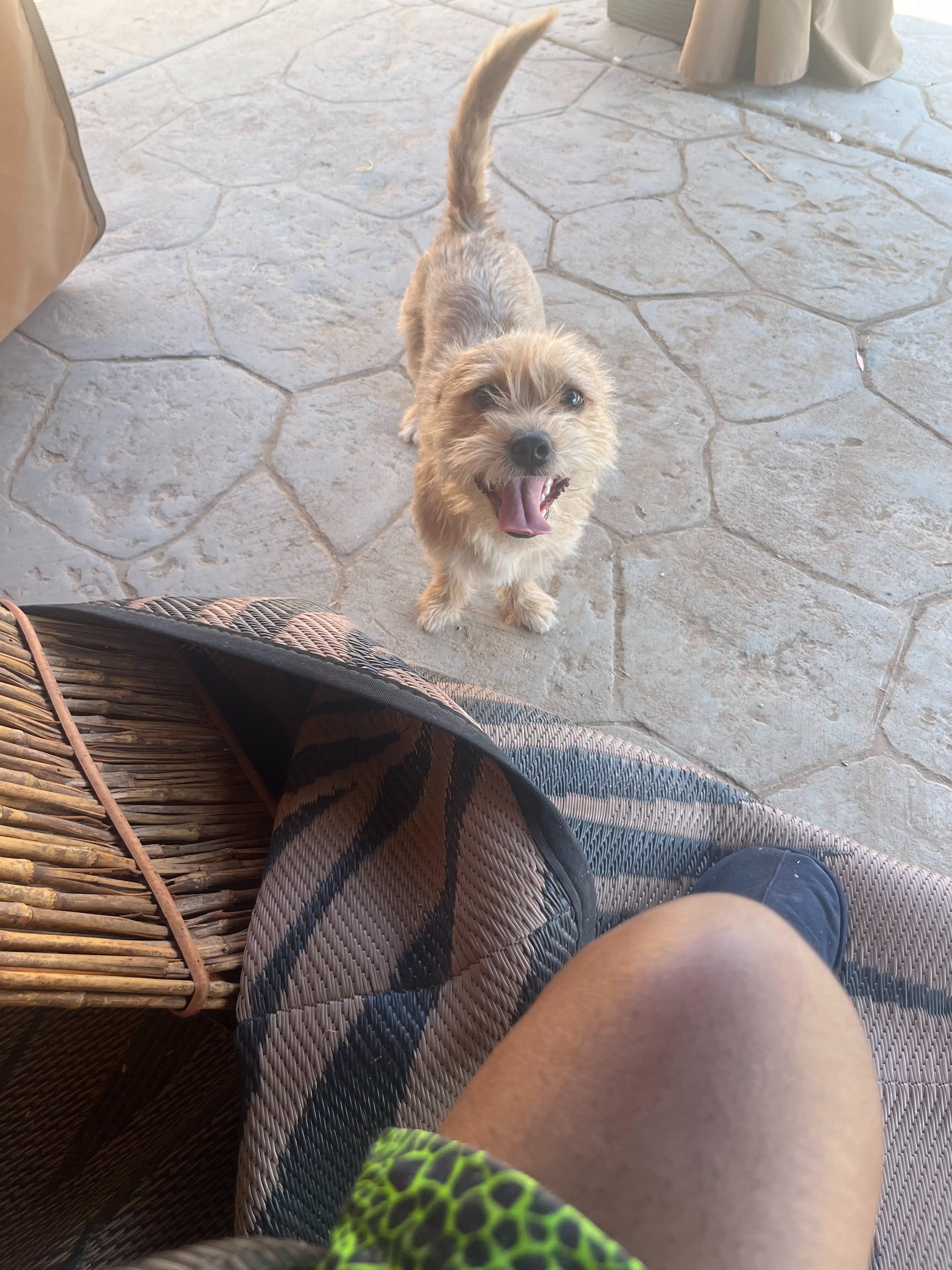 Lost Tan Shih Tzu/Chihuahua: Styles