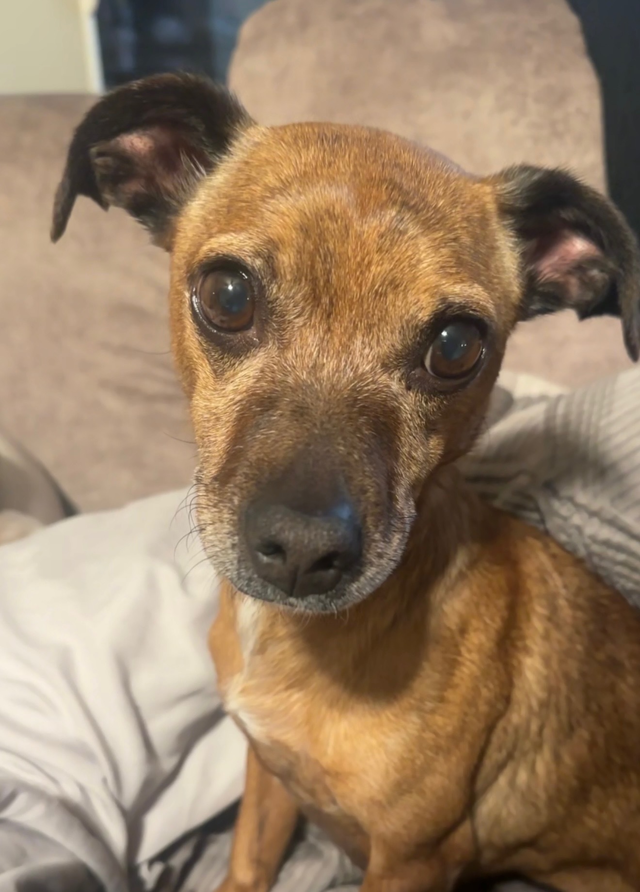 Lost Sweet Dog: Chihuahua-Dachshund Mix