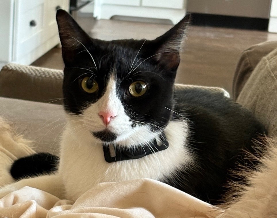 Lost Chubby Cat: Black & White, Temple