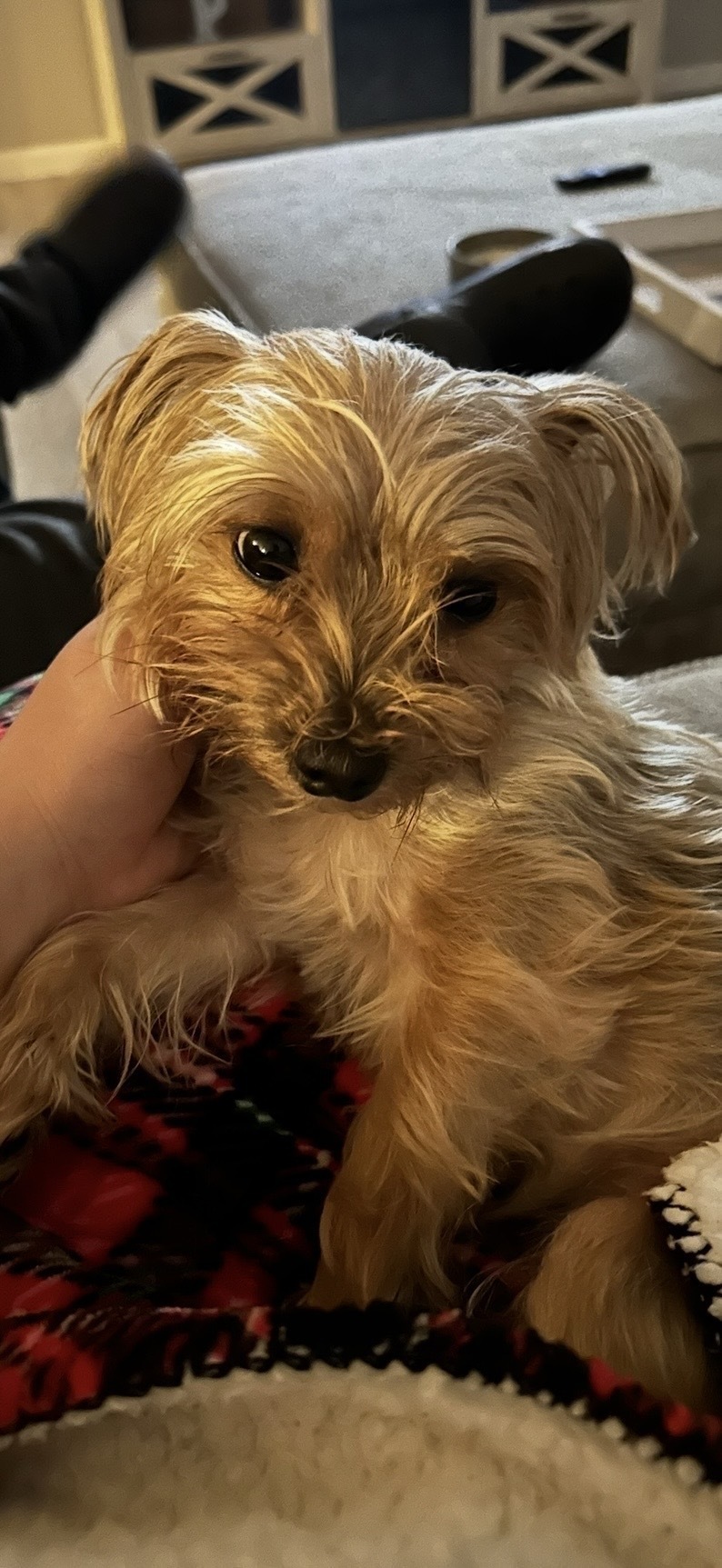 Lost 8lb Dog on West Parkway Drive