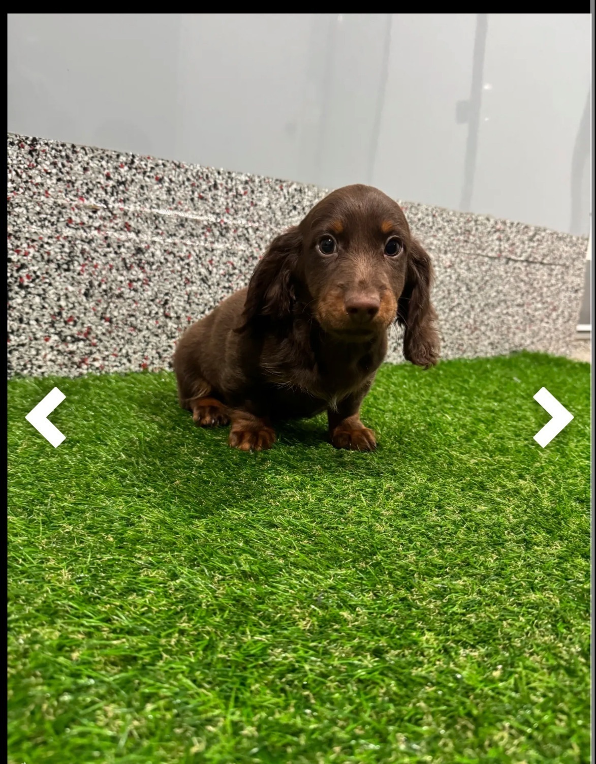 Lost Dog Toby: Brown & Tan, Chicago 2319