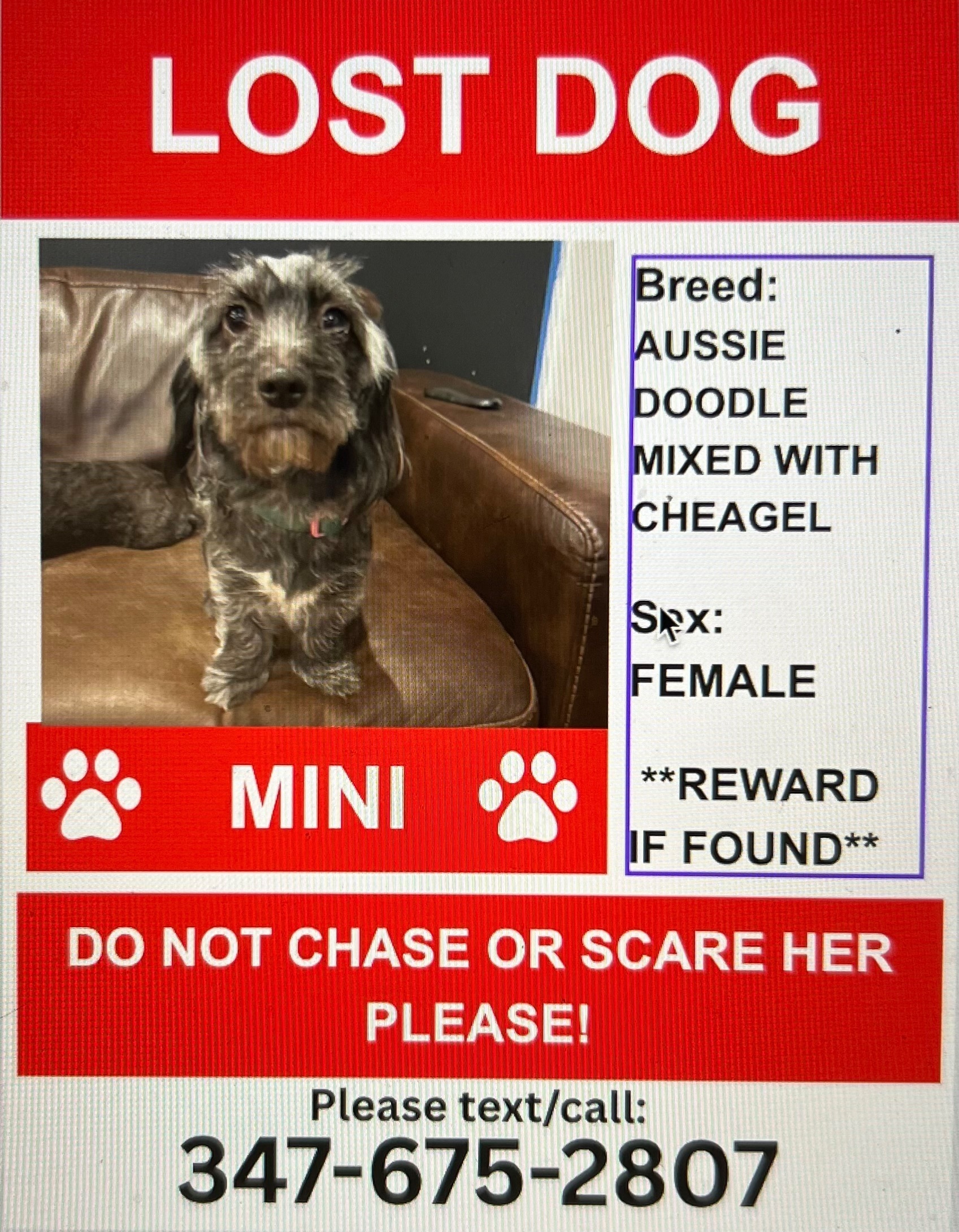 Lost Dog: Minnie on 90th Ave, NY
