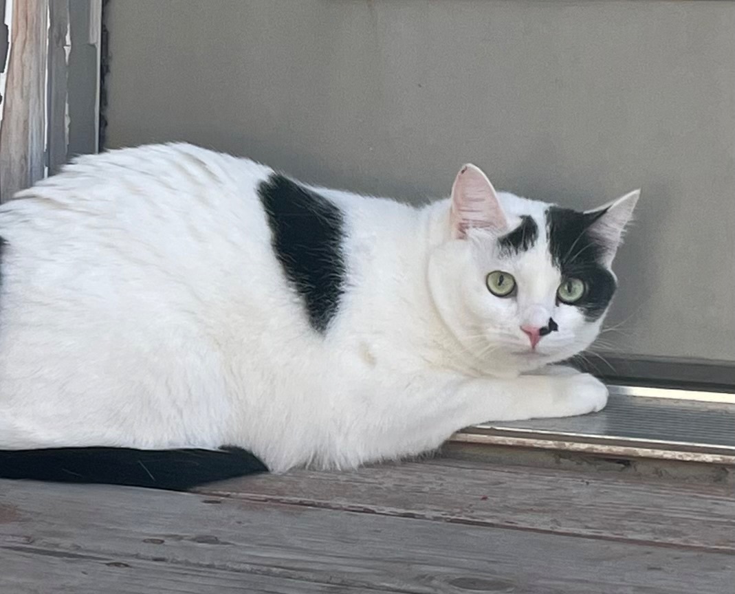 Lost Shy Cat: Green Eyes, Blac...