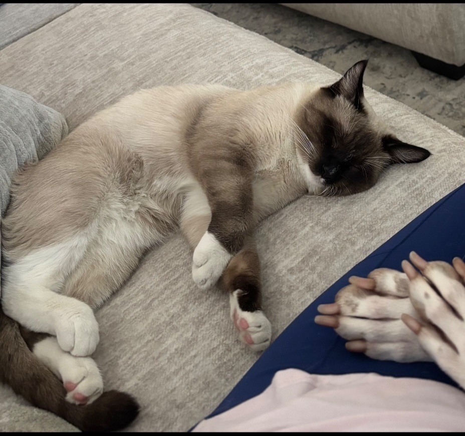 Lost Skittish Cat - West Odeum...