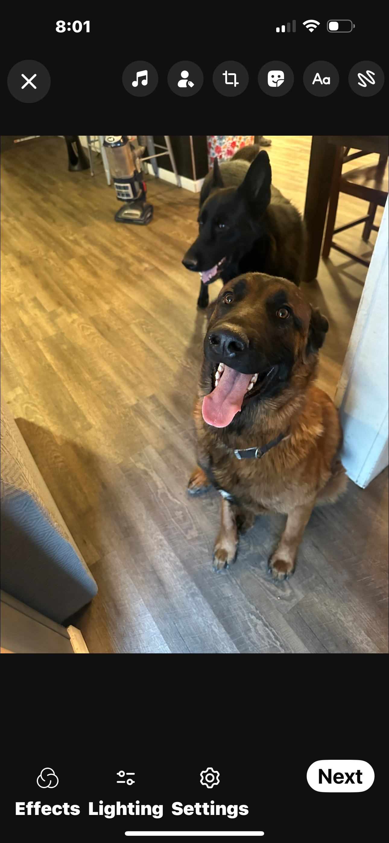 Lost Dog: German Shepherd Mix in Paulden