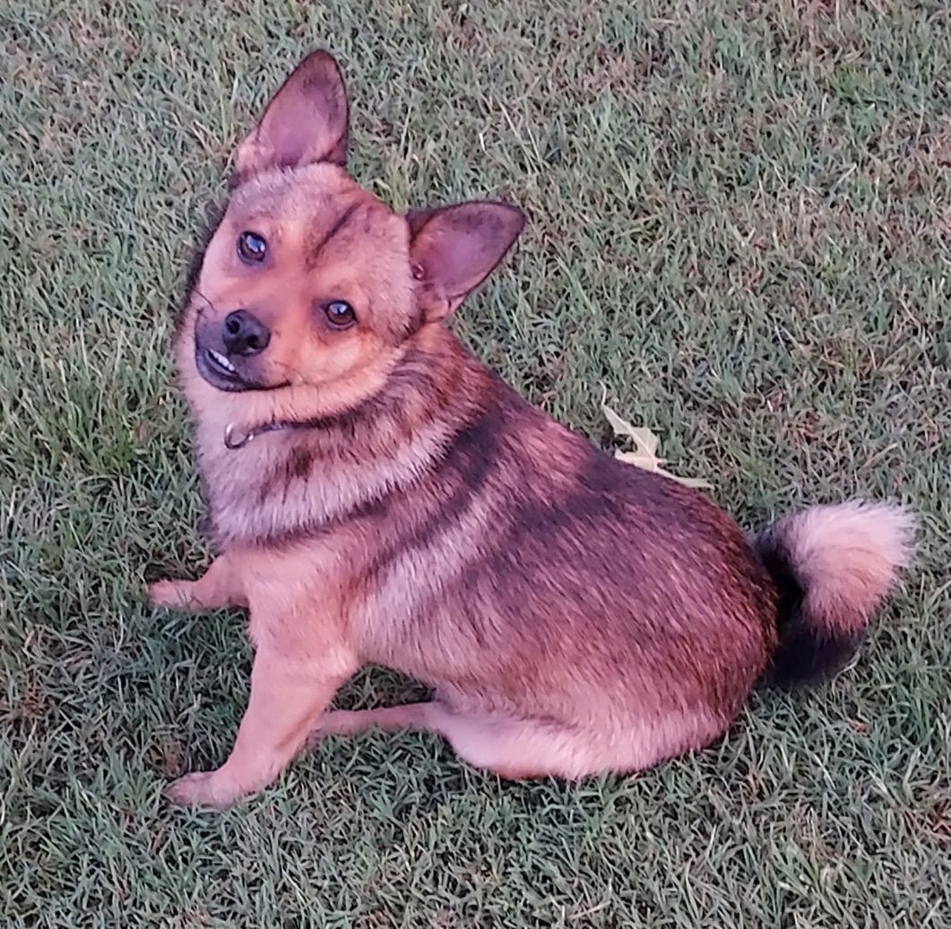 Lost Pomchi Freddie: Help Find My Support Dog