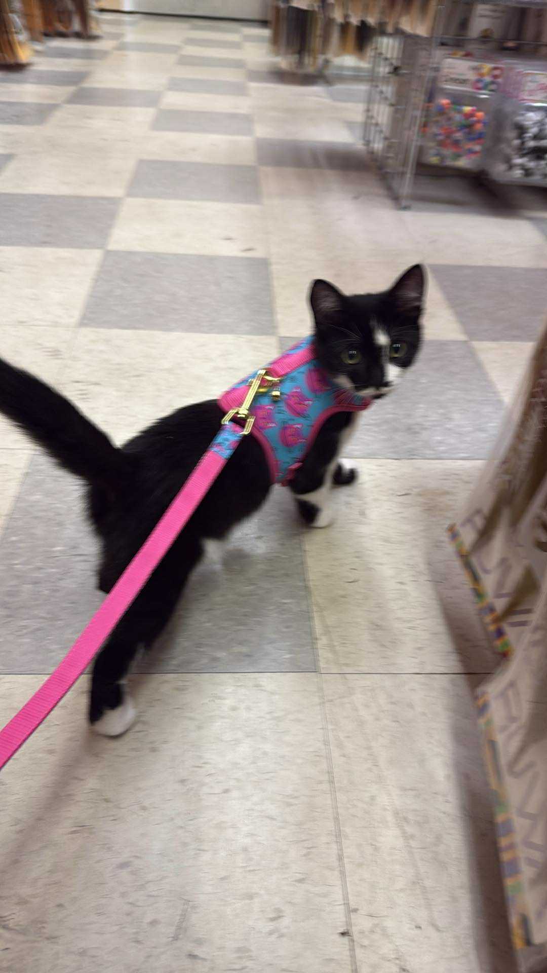 Lost Sweet Kitten: Jessi on Granite Ln