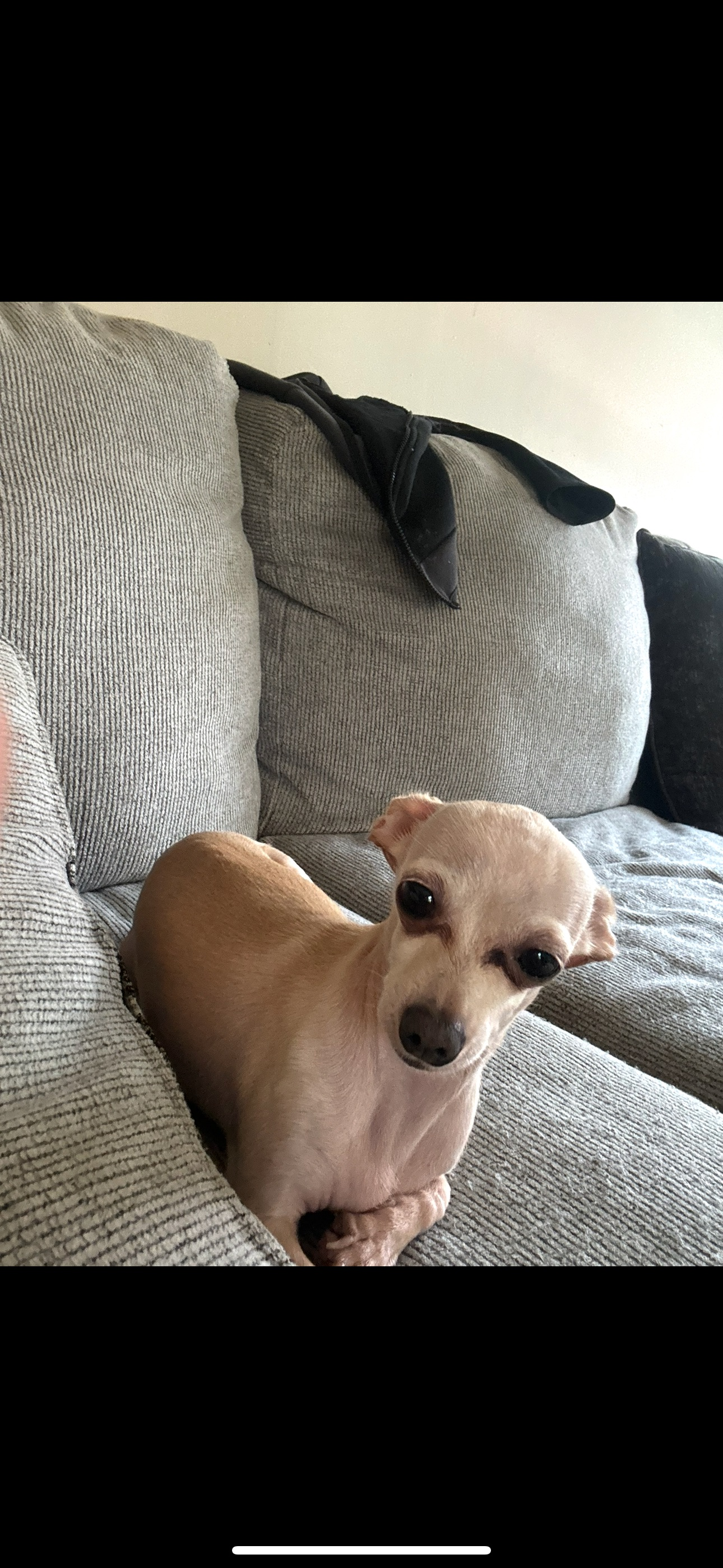 Lost Dog: Scared, Big-Eared in Clinton