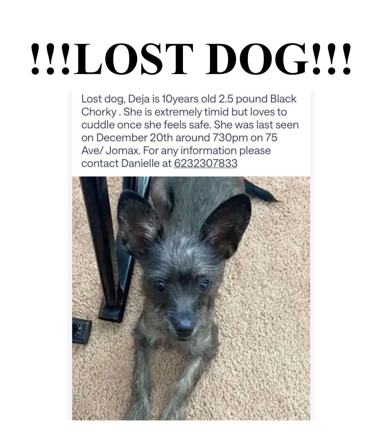 Lost Chorkie: Tiny, Timid, Loves Rides!