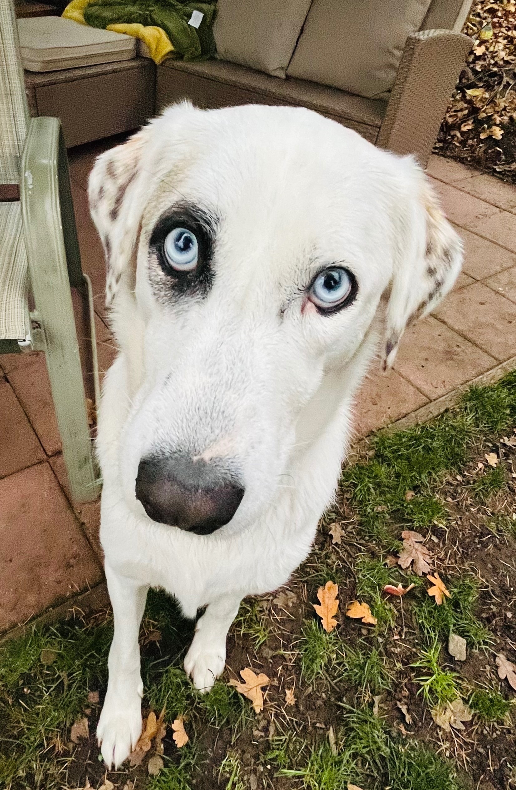 Lost Great Pyrenees Mix in Oakridge, OR