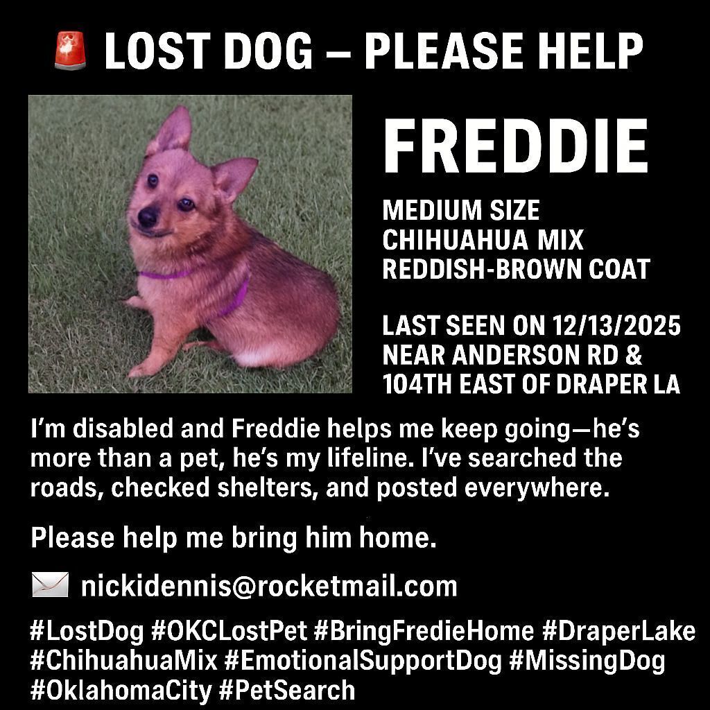 Lost Pomchi: Brown/Black/White, Purple Harness