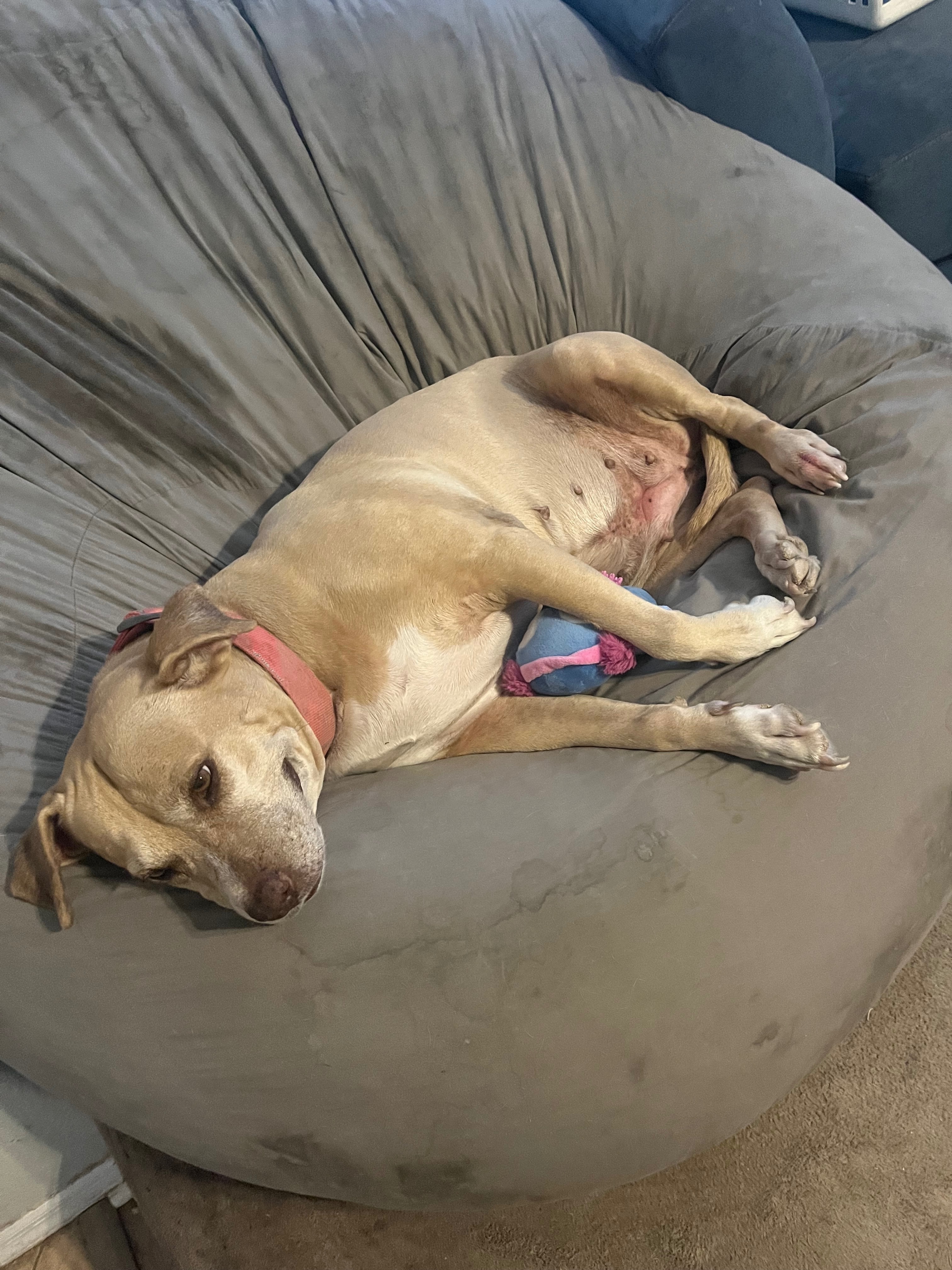 Lost Pit: Cream with Pink Collar, Mesa