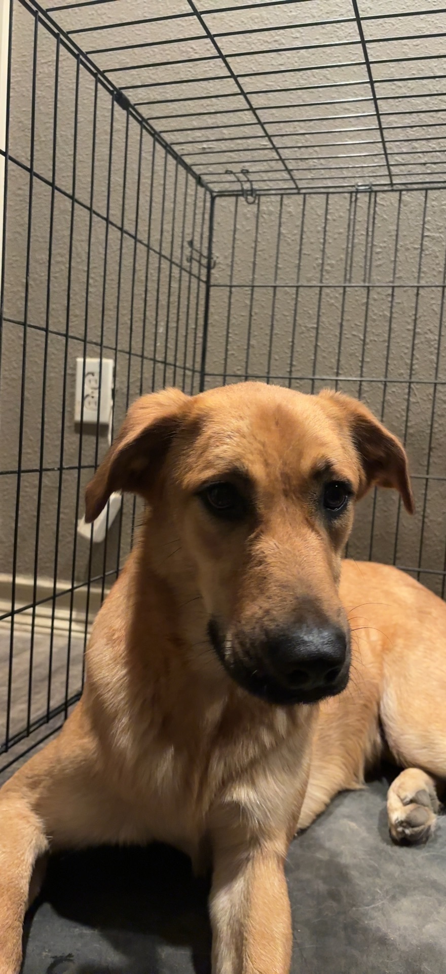 Lost Dog: Sweet & Muddy, Hoxie Area