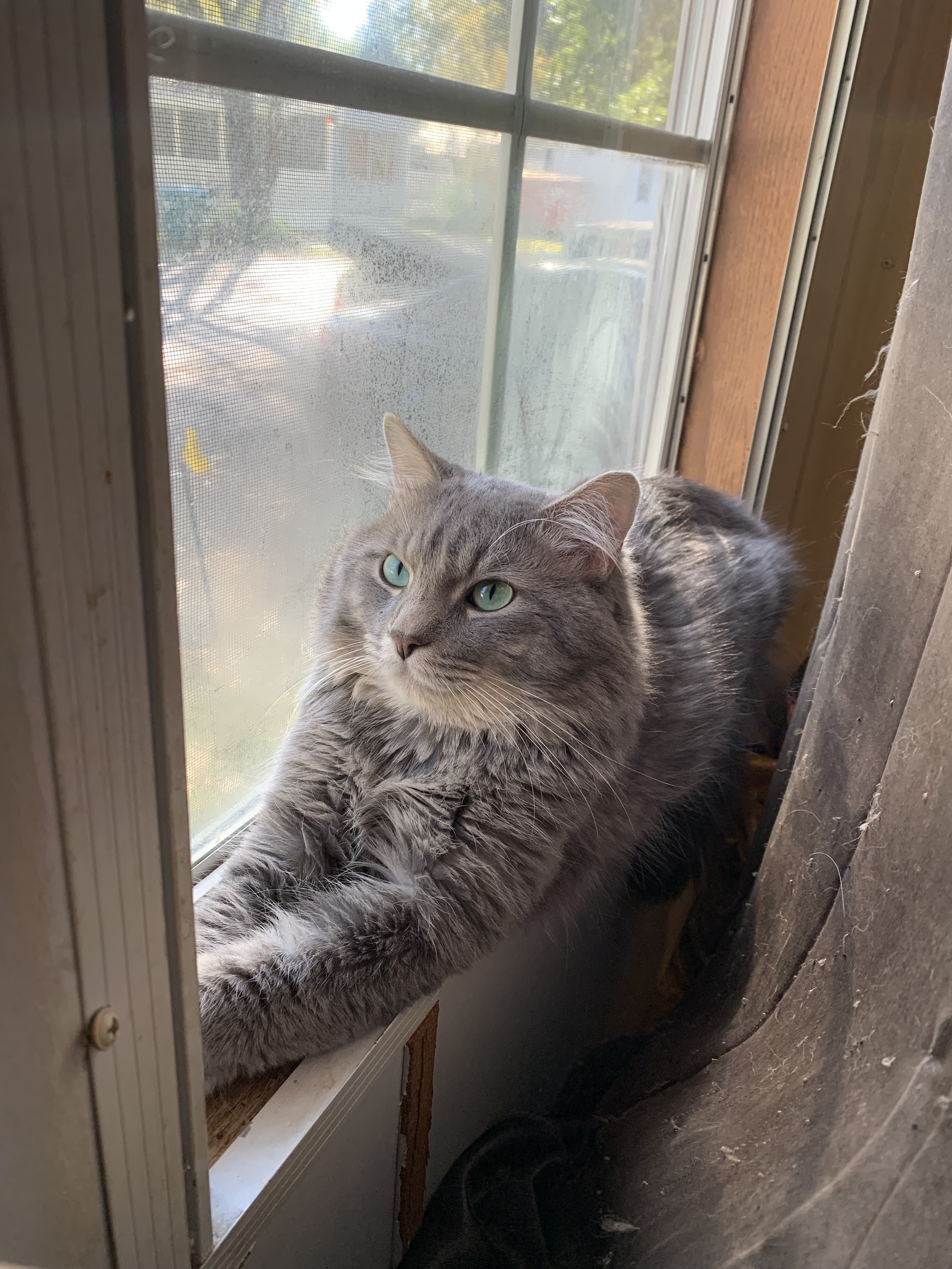 Lost Grey Tabby: Big Boy Bubby Missing