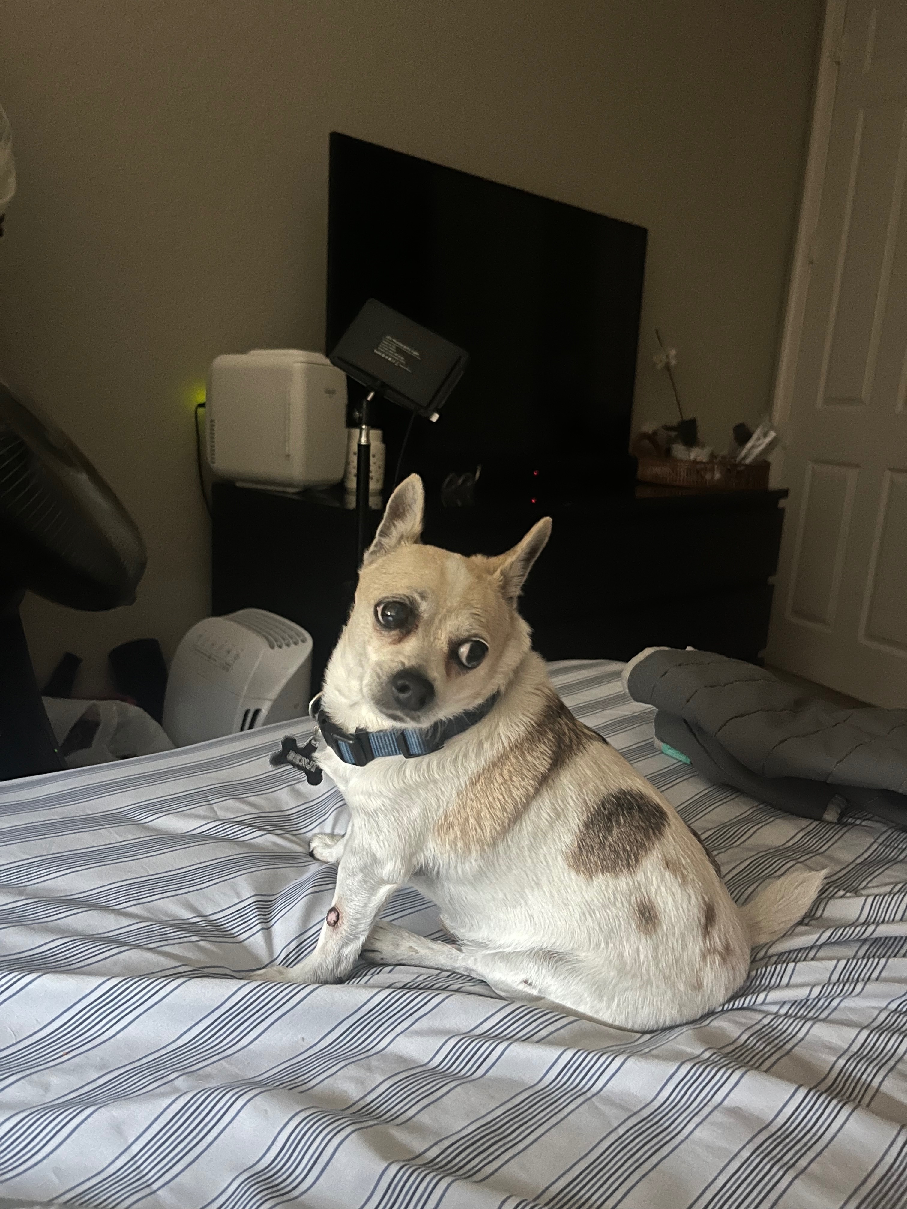 Help Find Benji: Deaf Chihuahua Lost!