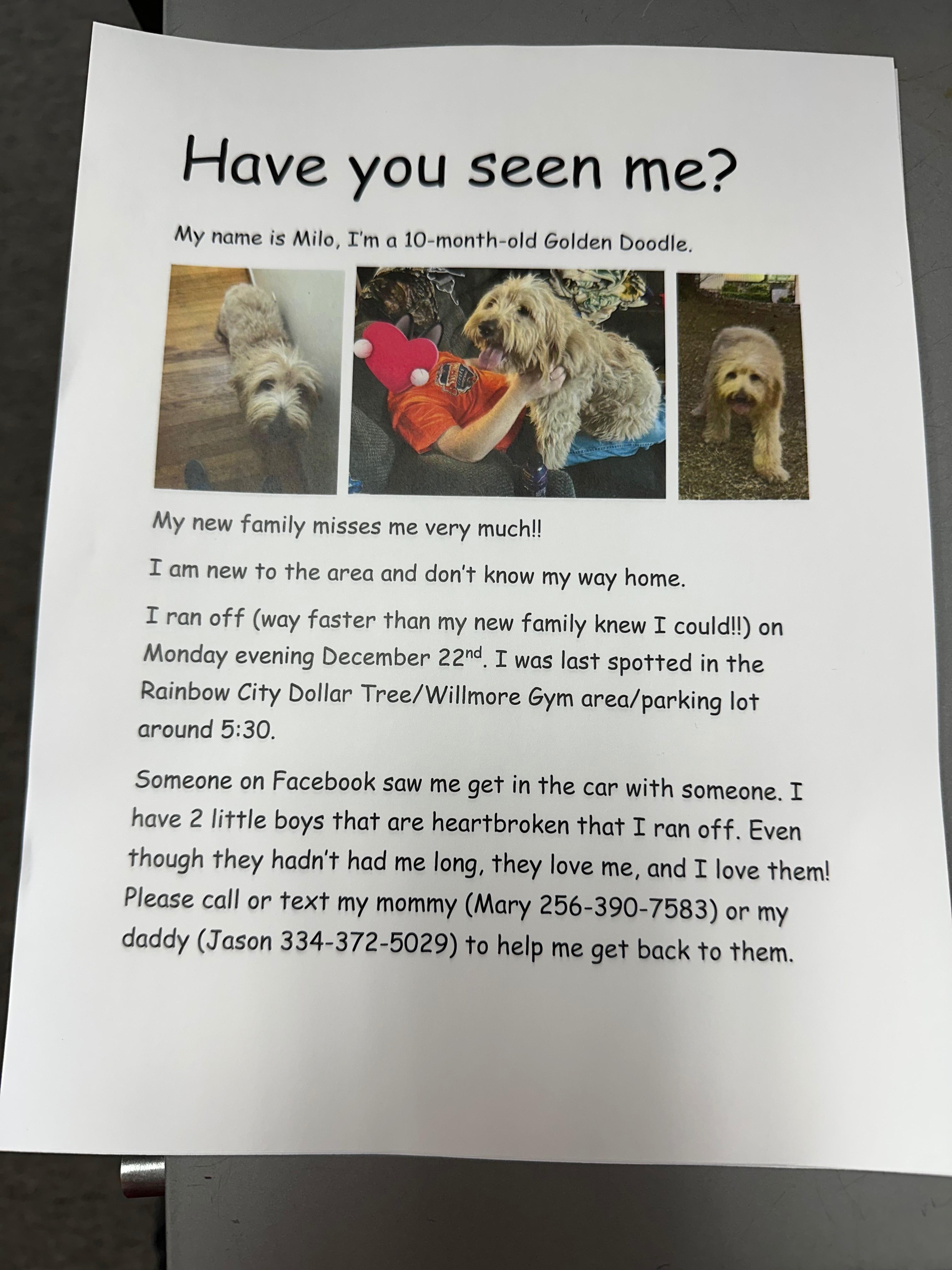 Help Find Milo: Lost Golden Doodle!