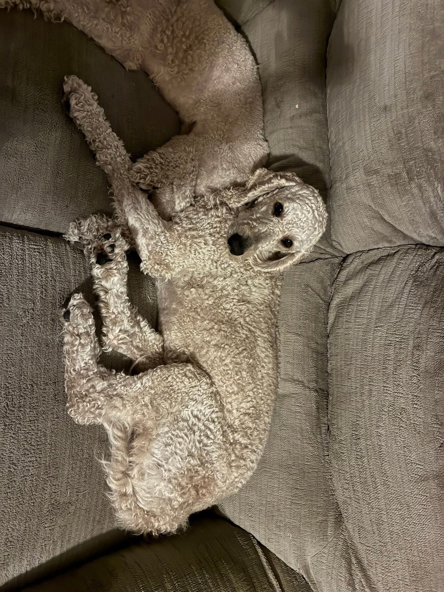 Lost Tan Dog, Short Hair - Bahia Loop