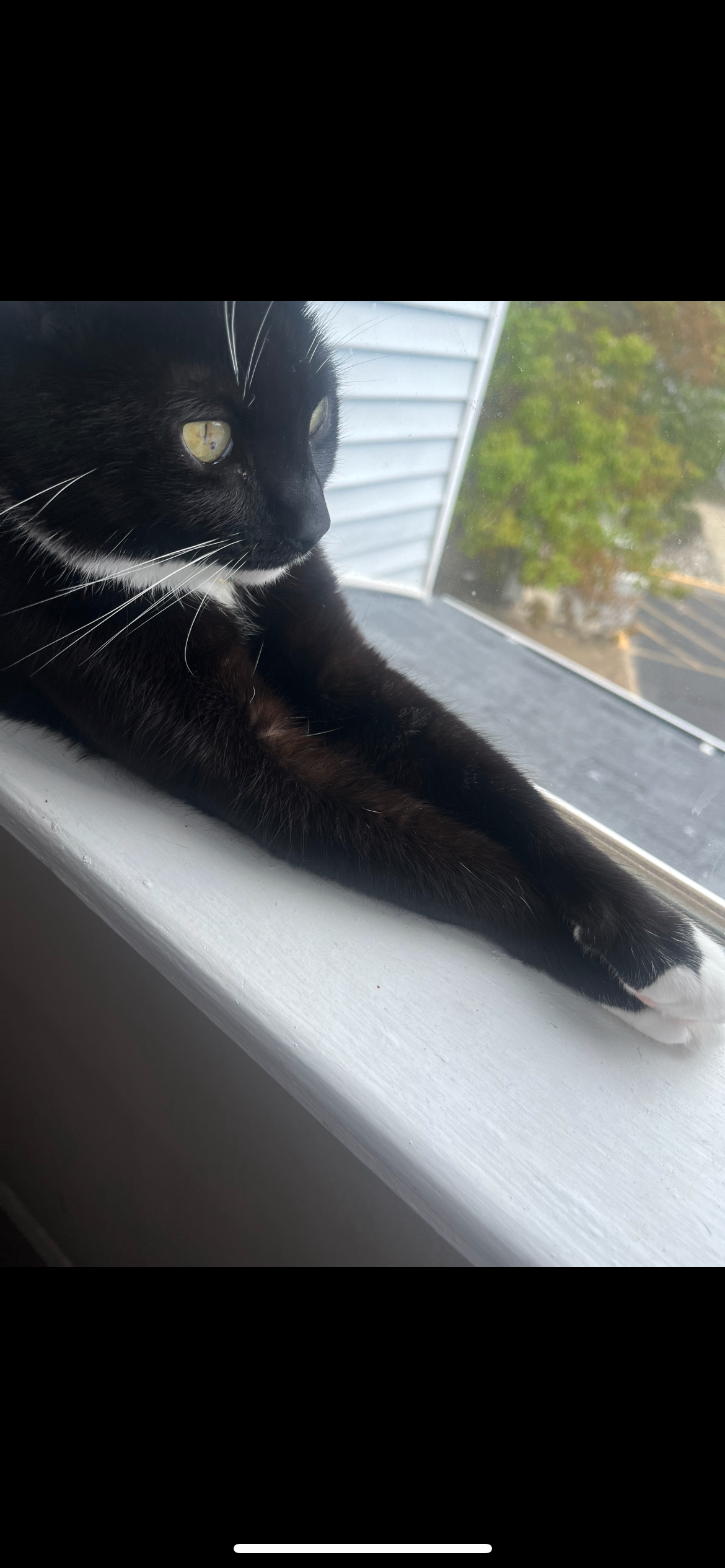 Lost Tuxedo Cat: Friendly, Needs Help!