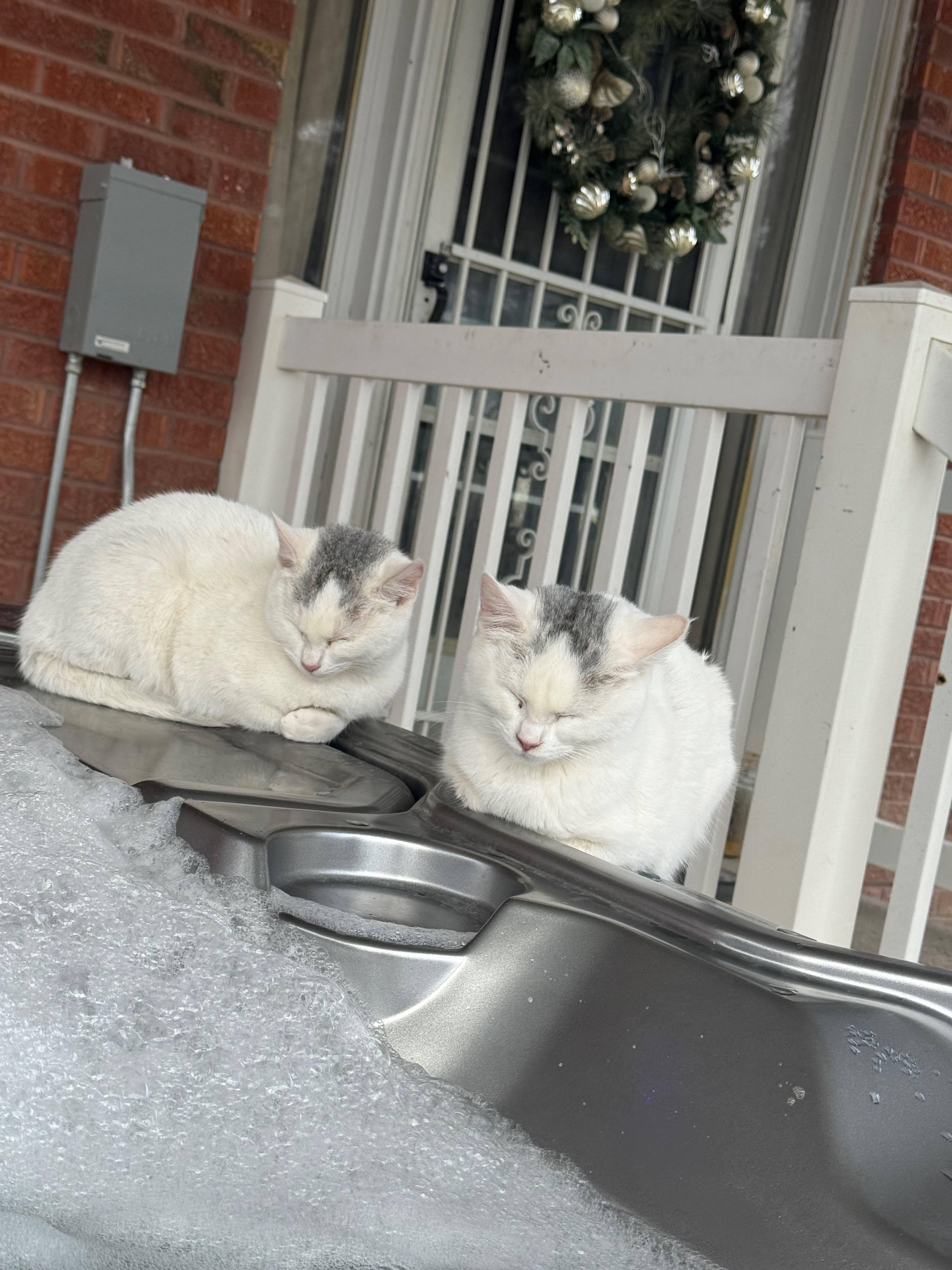 Lost White Kitten with Gray Forked Patches