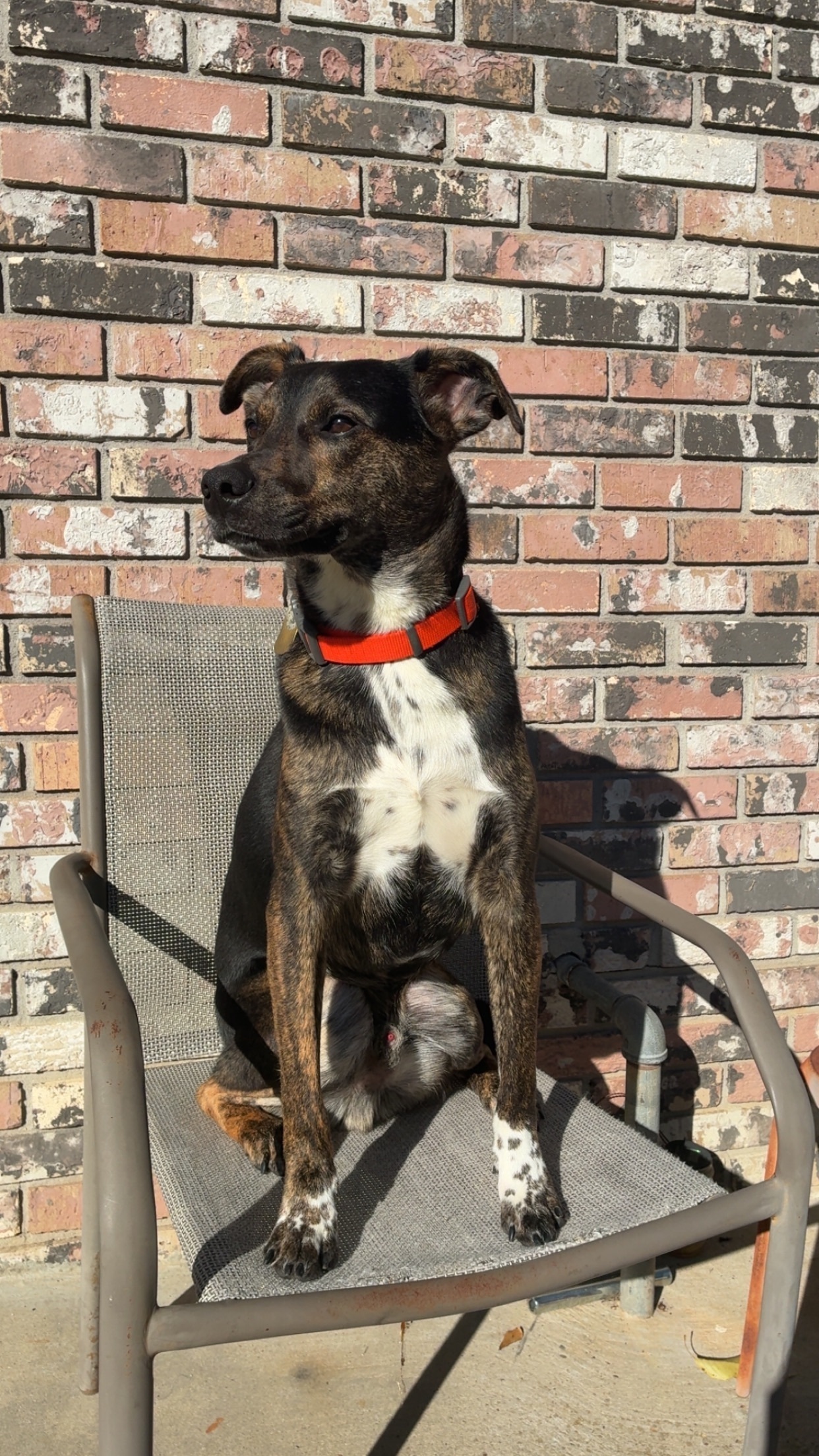 Lost Dog: Friendly, Unique Markings, Laurel