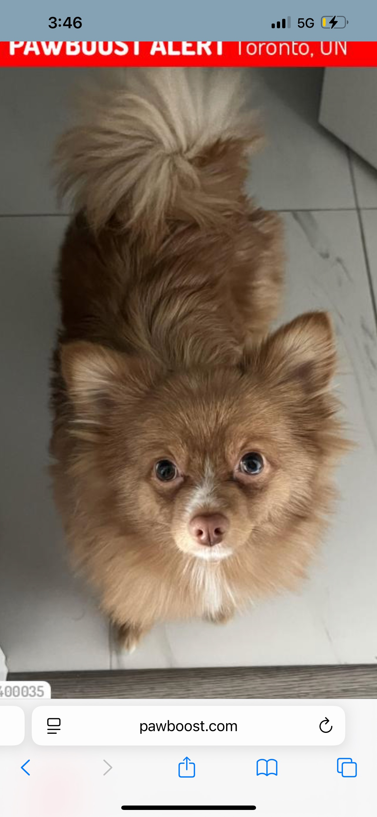 Lost Puppy: Help Find Our 7-Month-Old