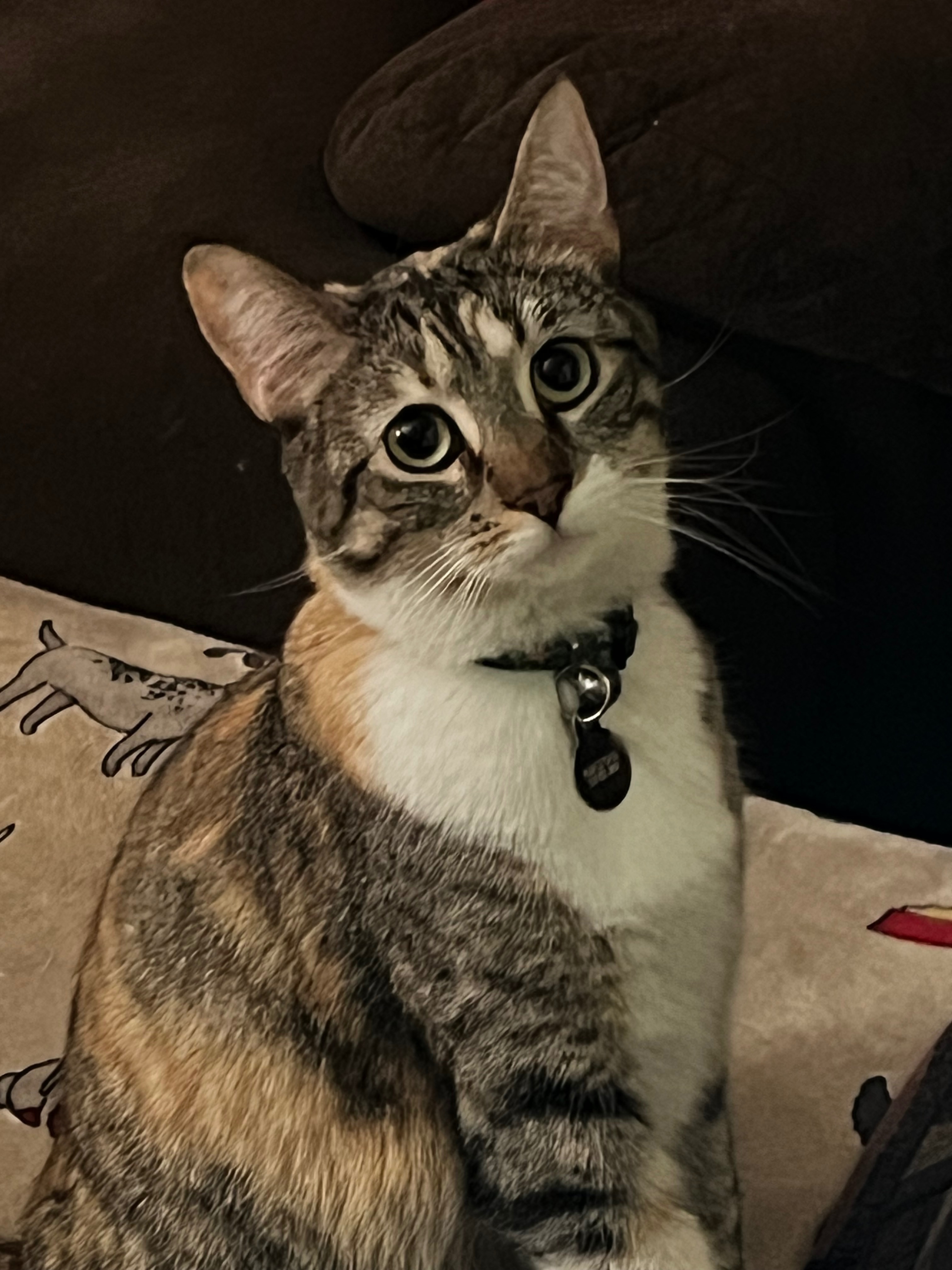 Lost Orange Tortie Cat - Evanston Ave