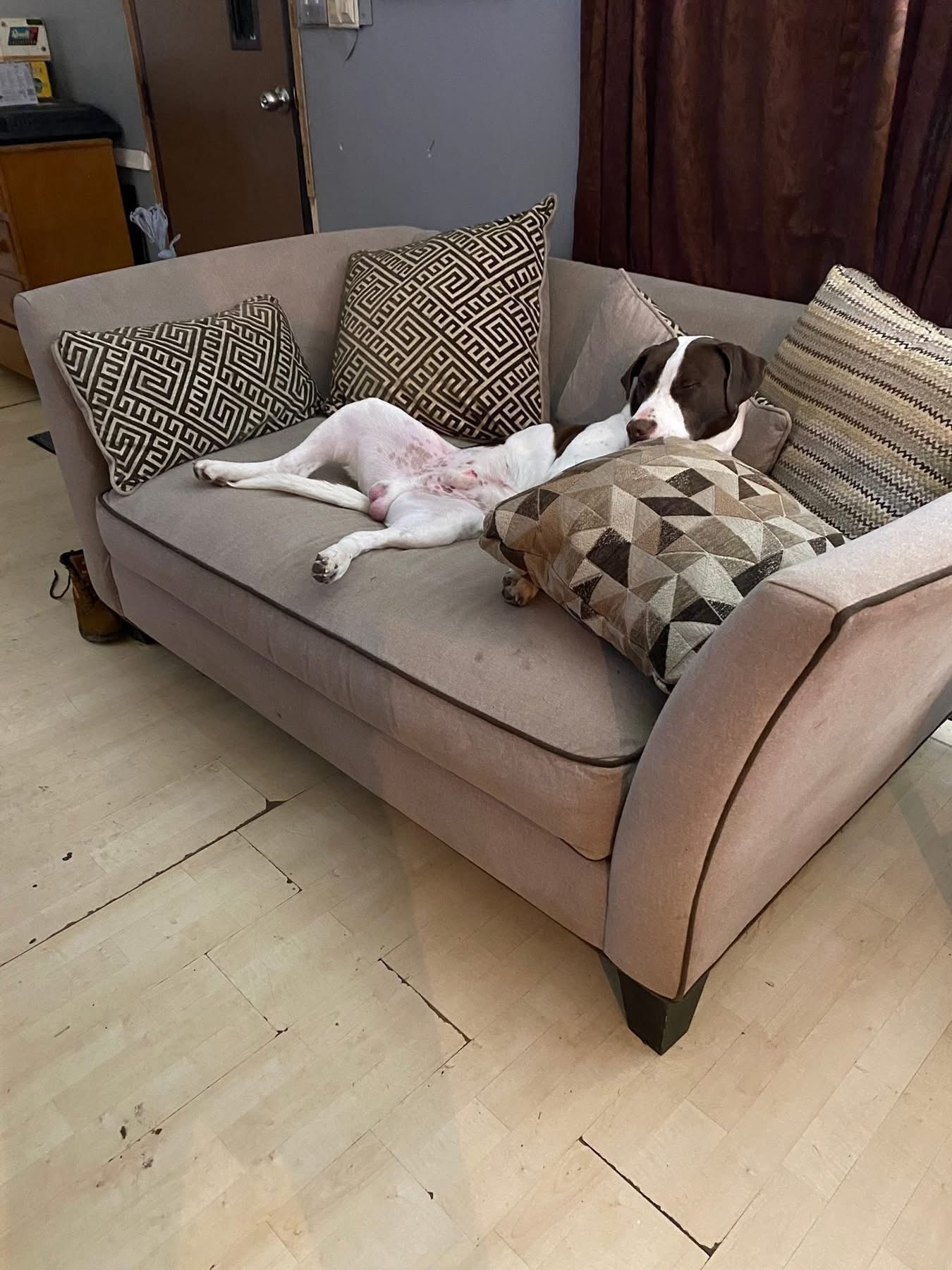 Lost Dog: Friendly, Spotty, Cuddler