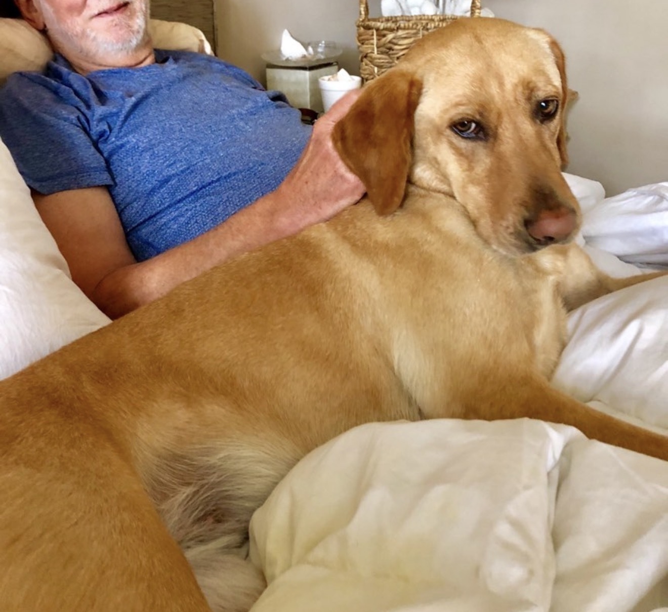 Lost Yellow Lab: Sweet 10-Year-Old in Duson