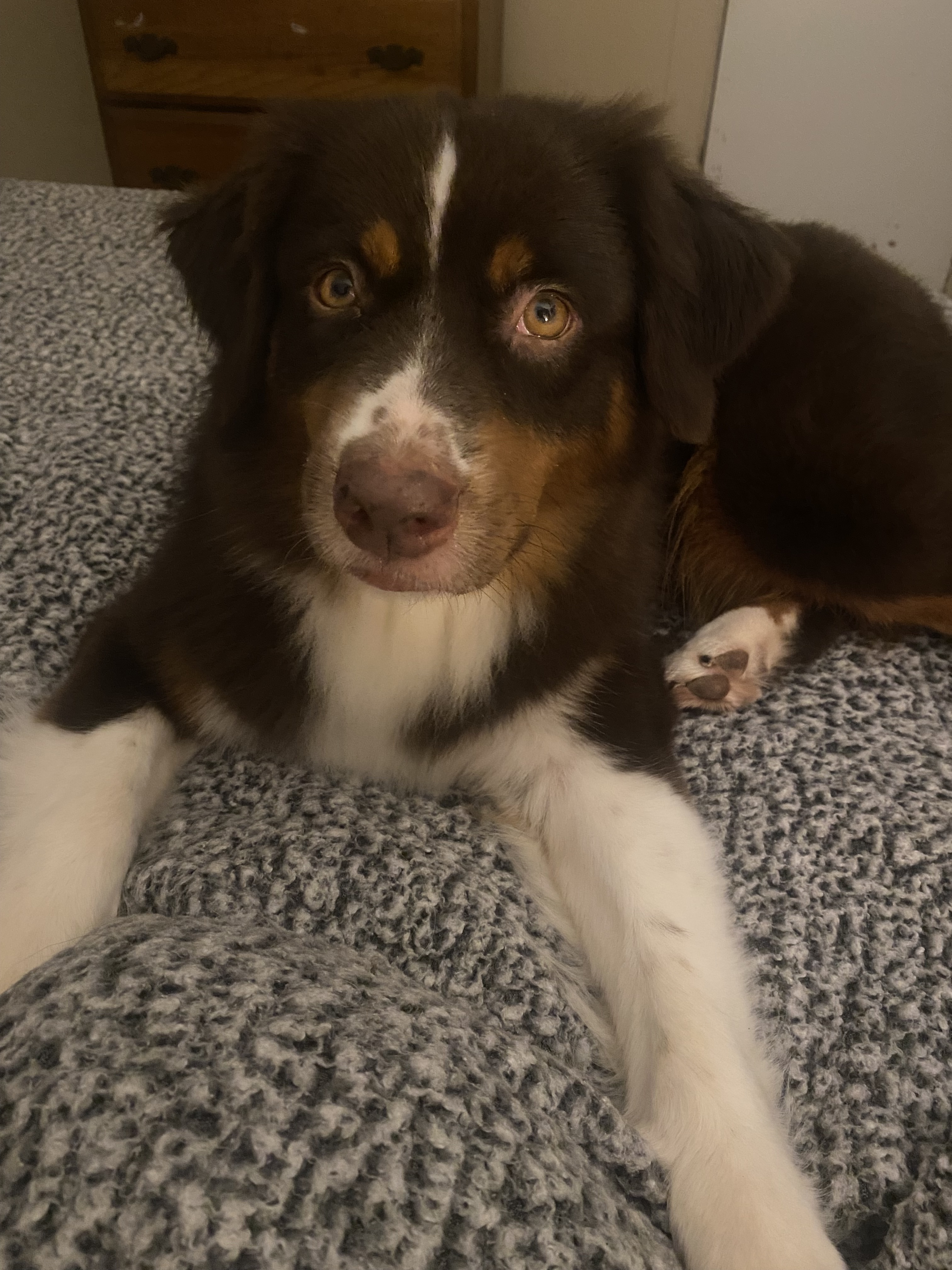 Lost Red Tri Mini American Shepherd