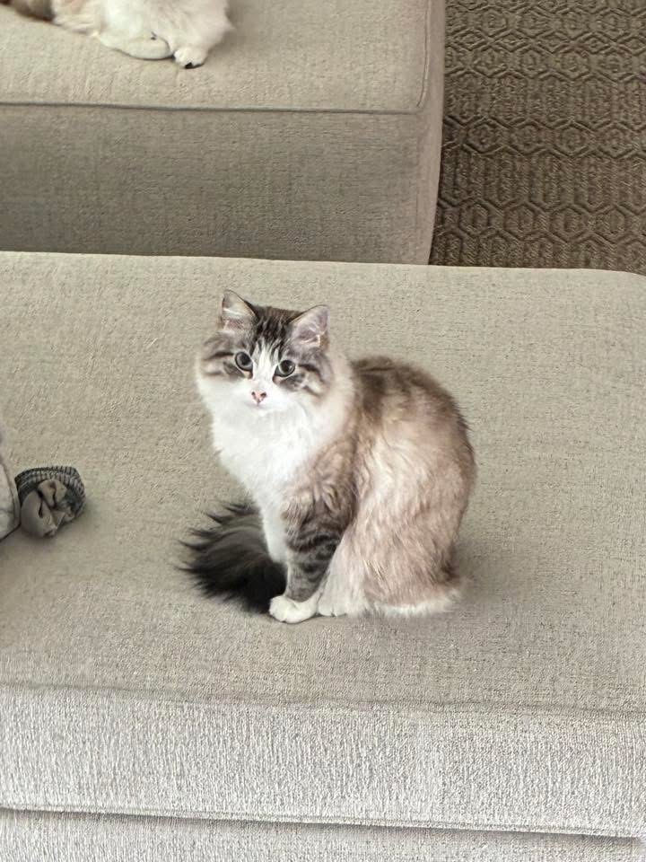 Lost Cat: Unique Legs & Marked Nose